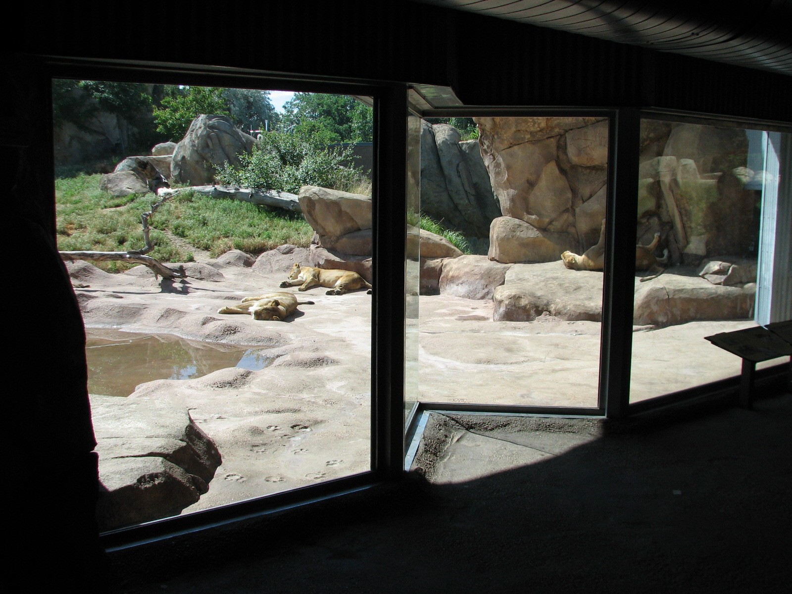 Predator Ridge - Lion Viewing Area