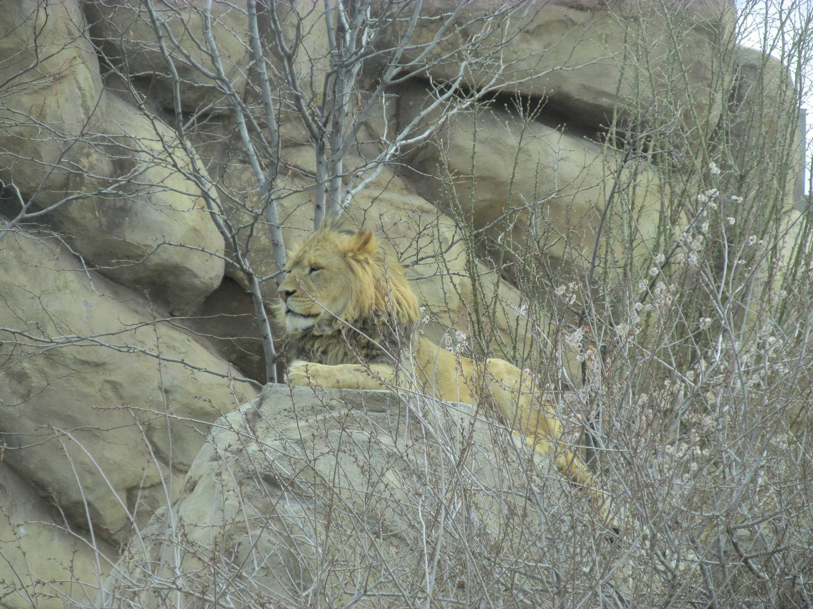 Predator Ridge - Lion