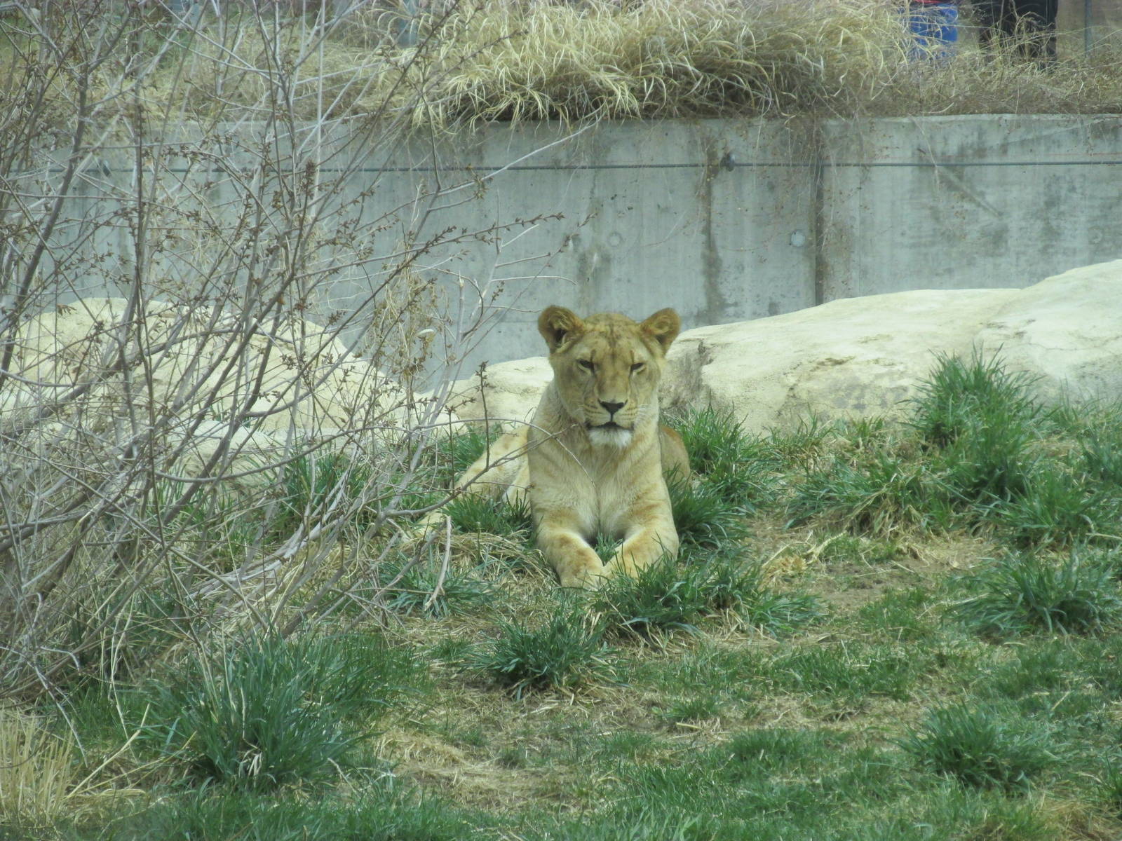 Predator Ridge - Lion