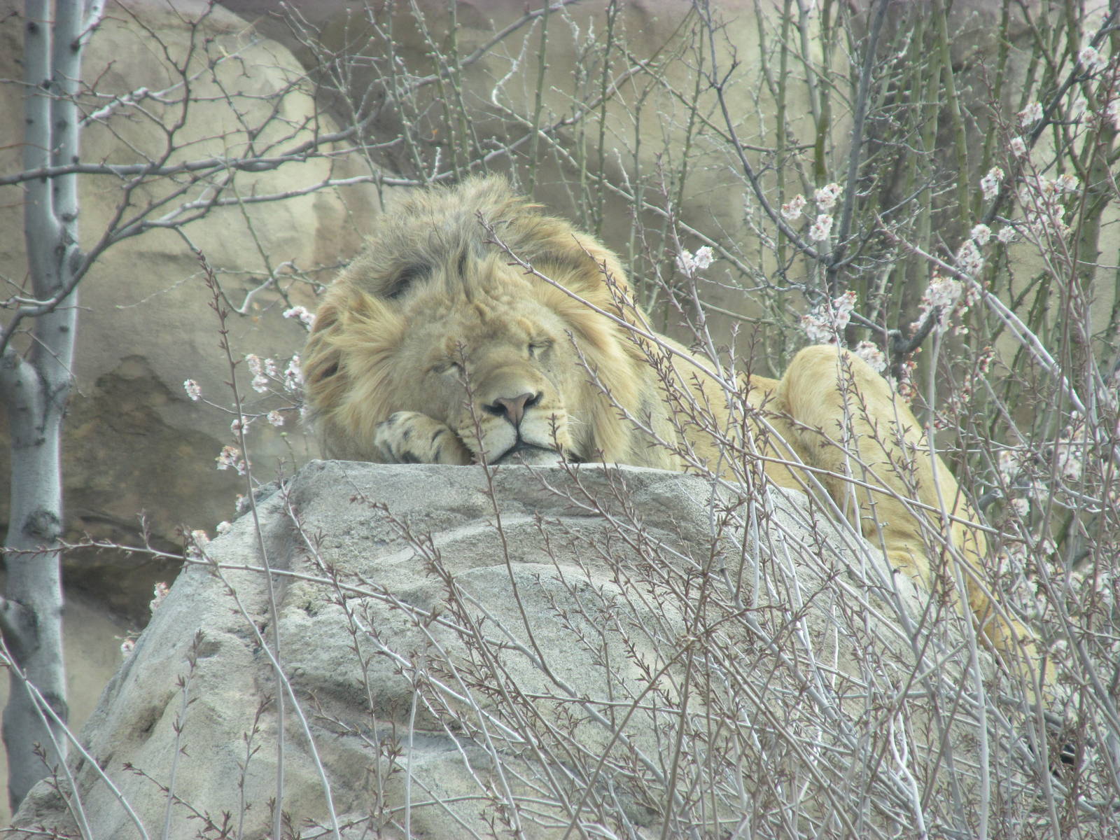 Predator Ridge - Lion