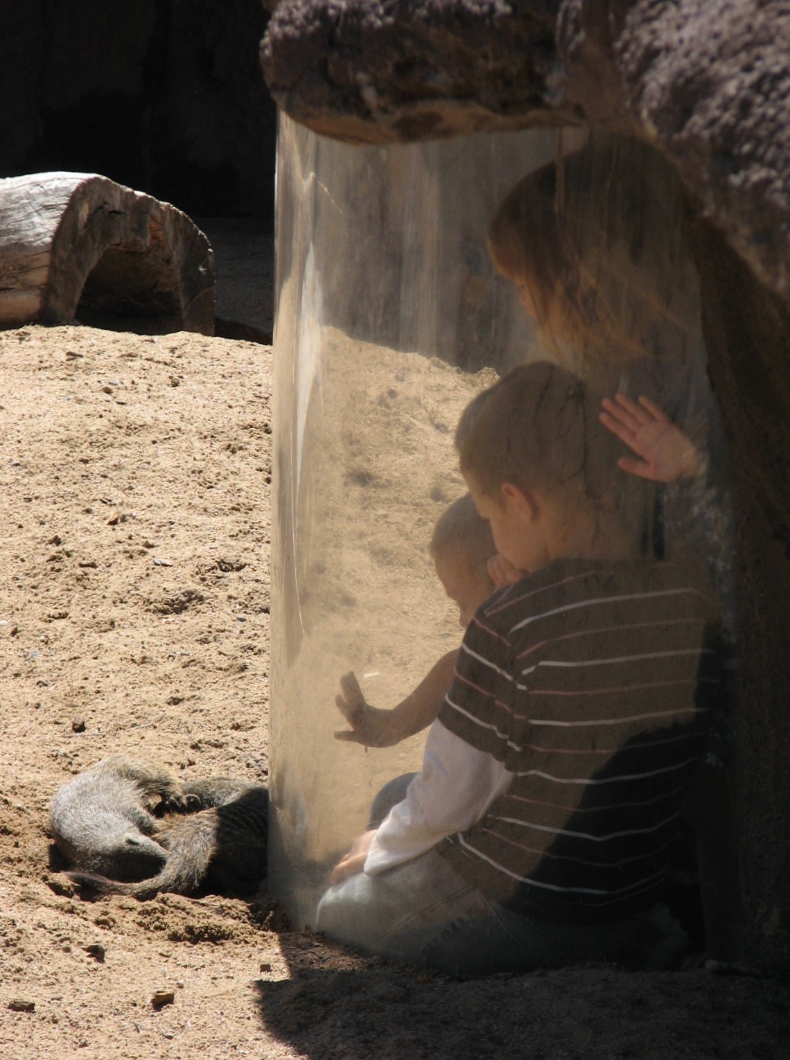 Predator Ridge - Mongoose Exhibit