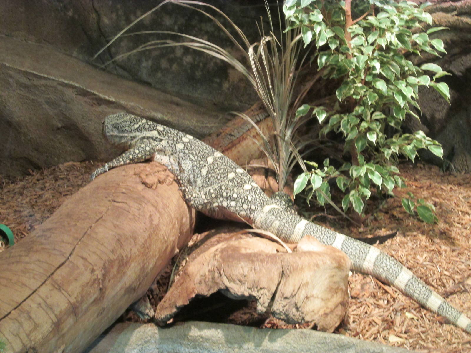 Predator Ridge - Monitor