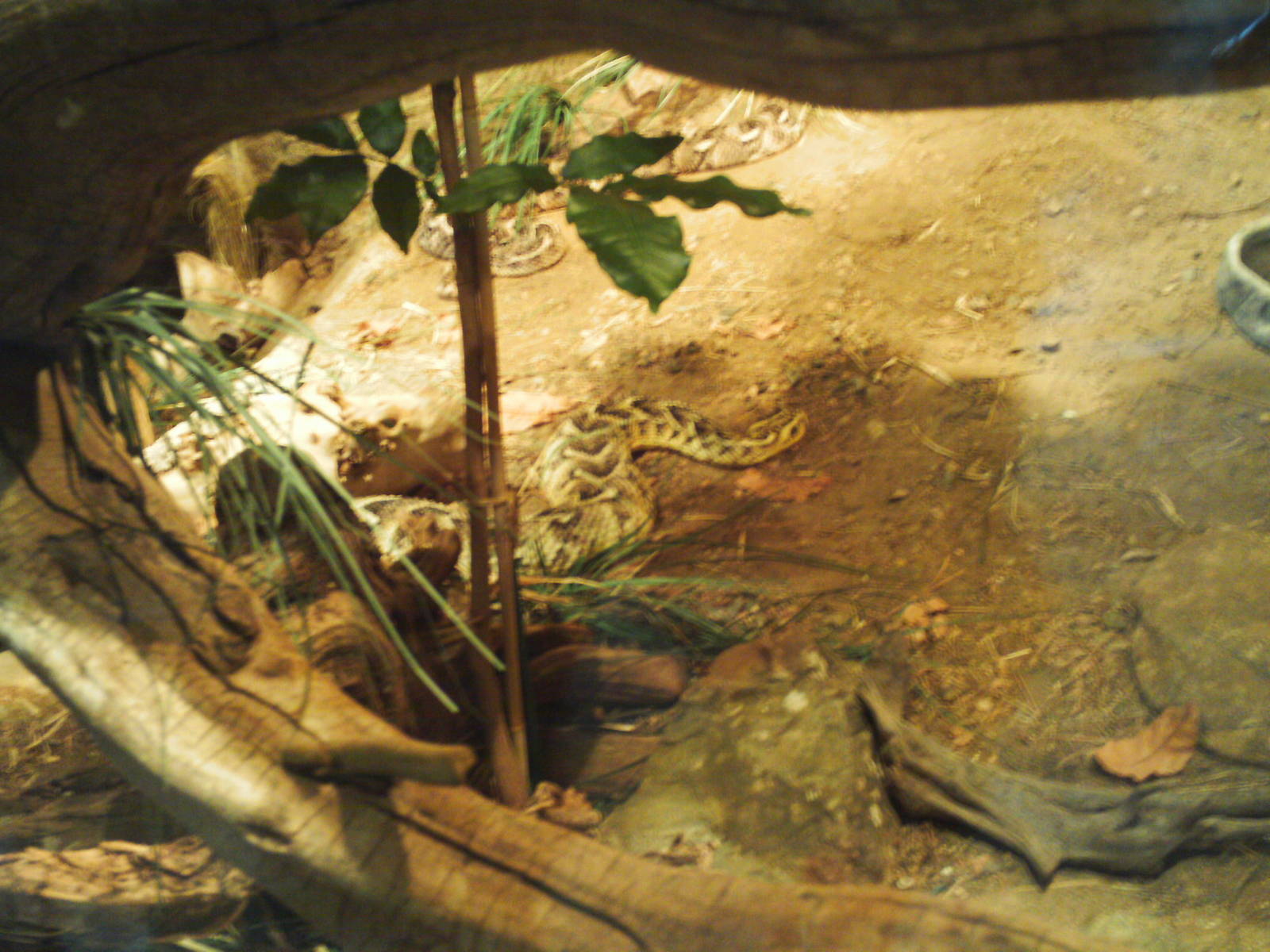 predator ridge- puff adders