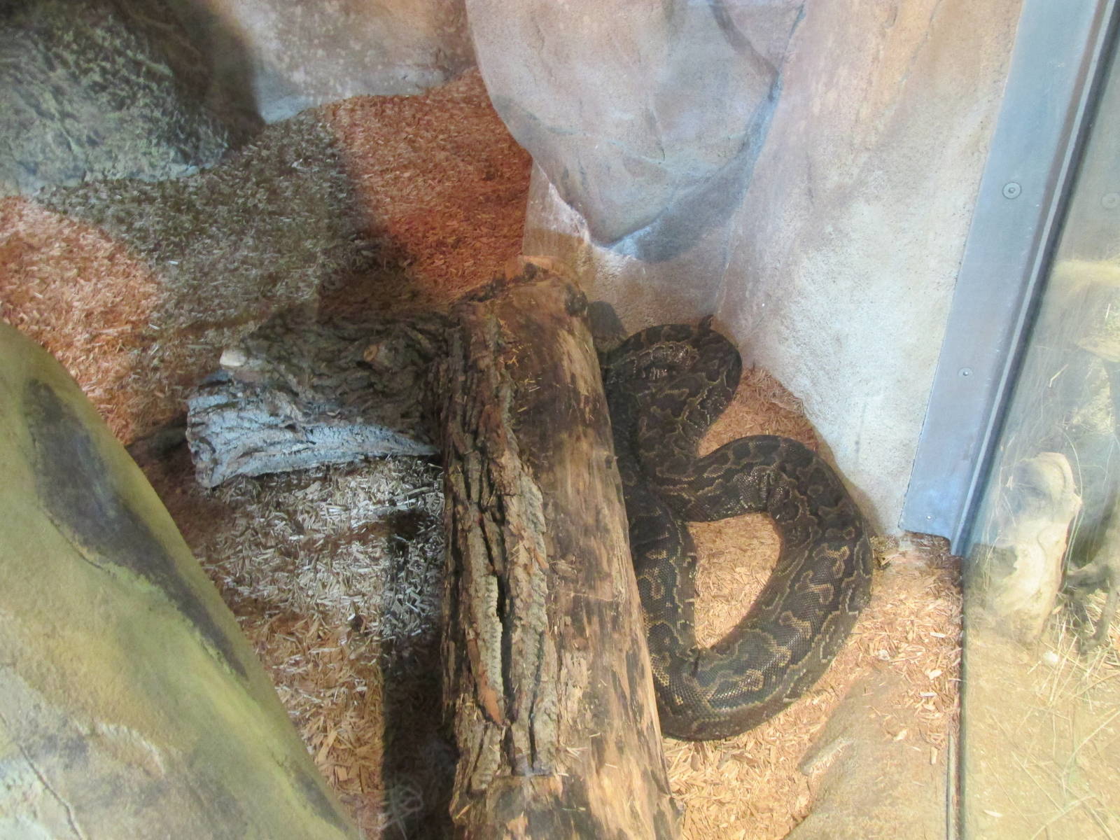 Predator Ridge - Python