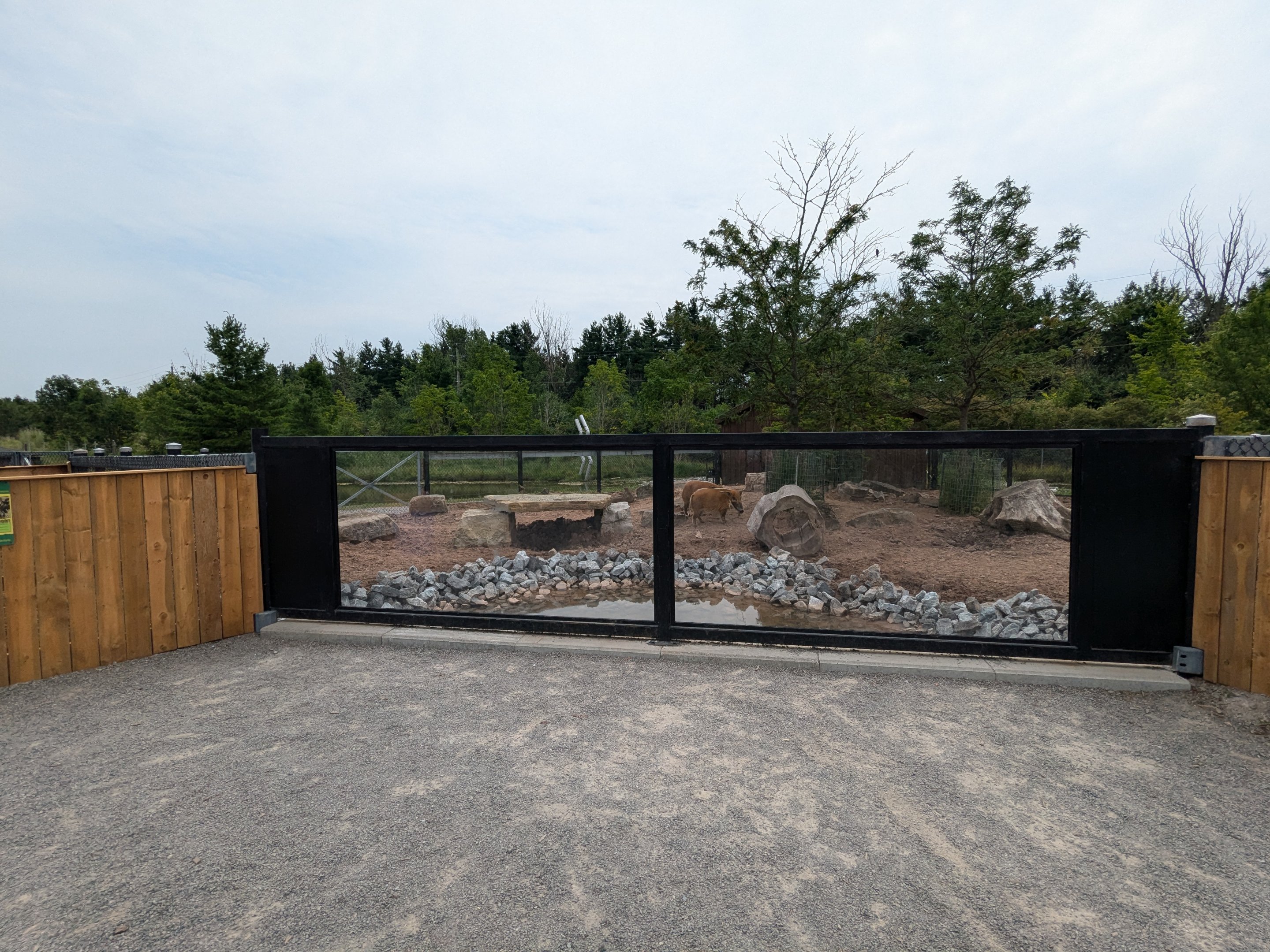 Predator Ridge - Red river hogs