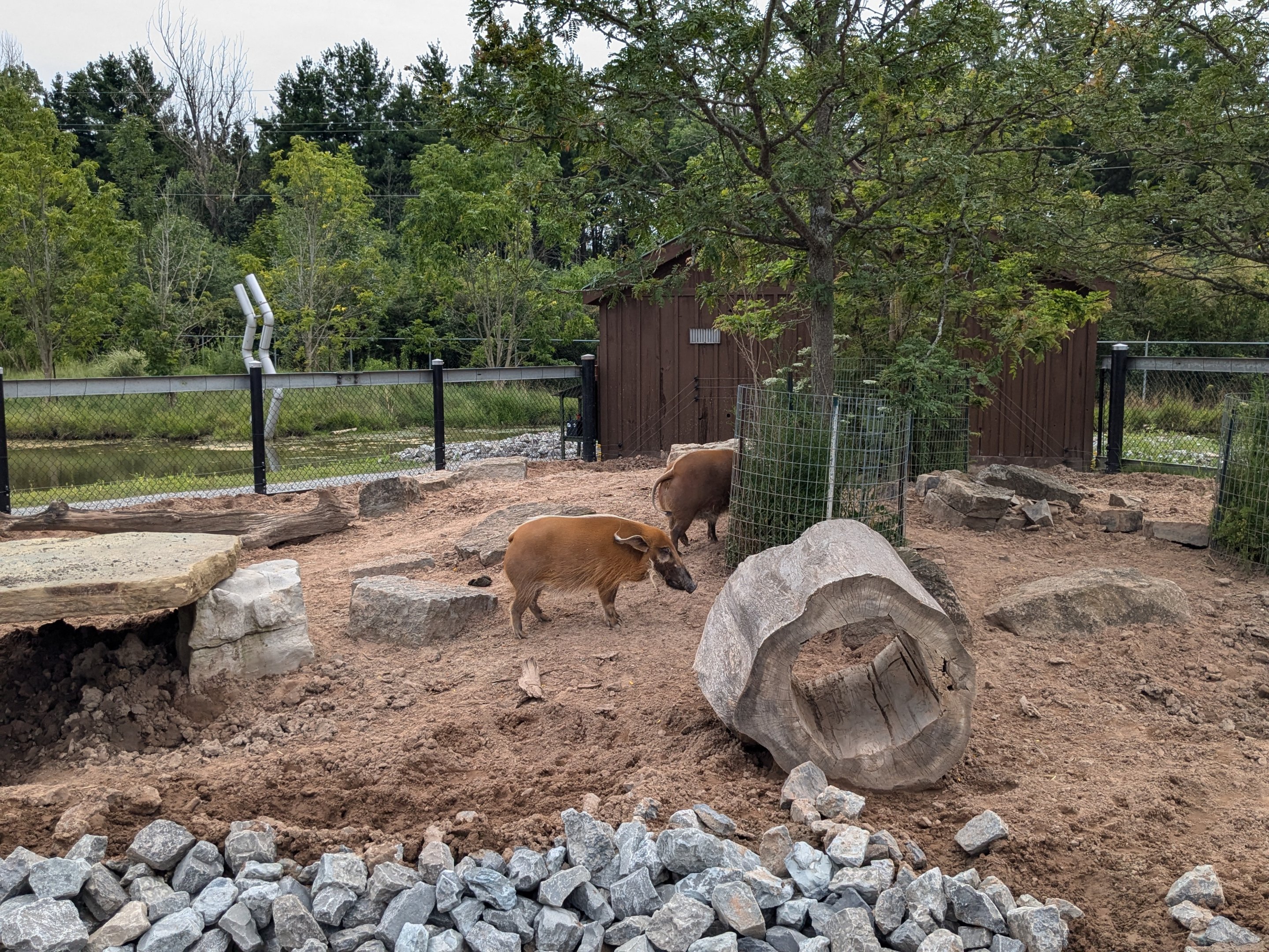 Predator Ridge - Red river hogs