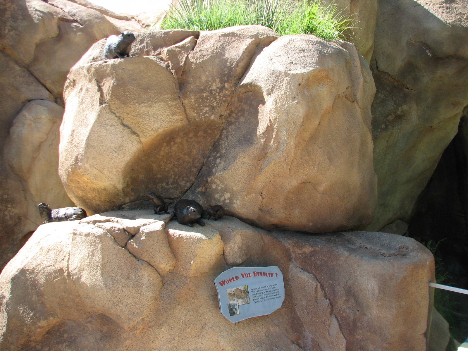 Predator Ridge - Rock Hyrax Sculpture