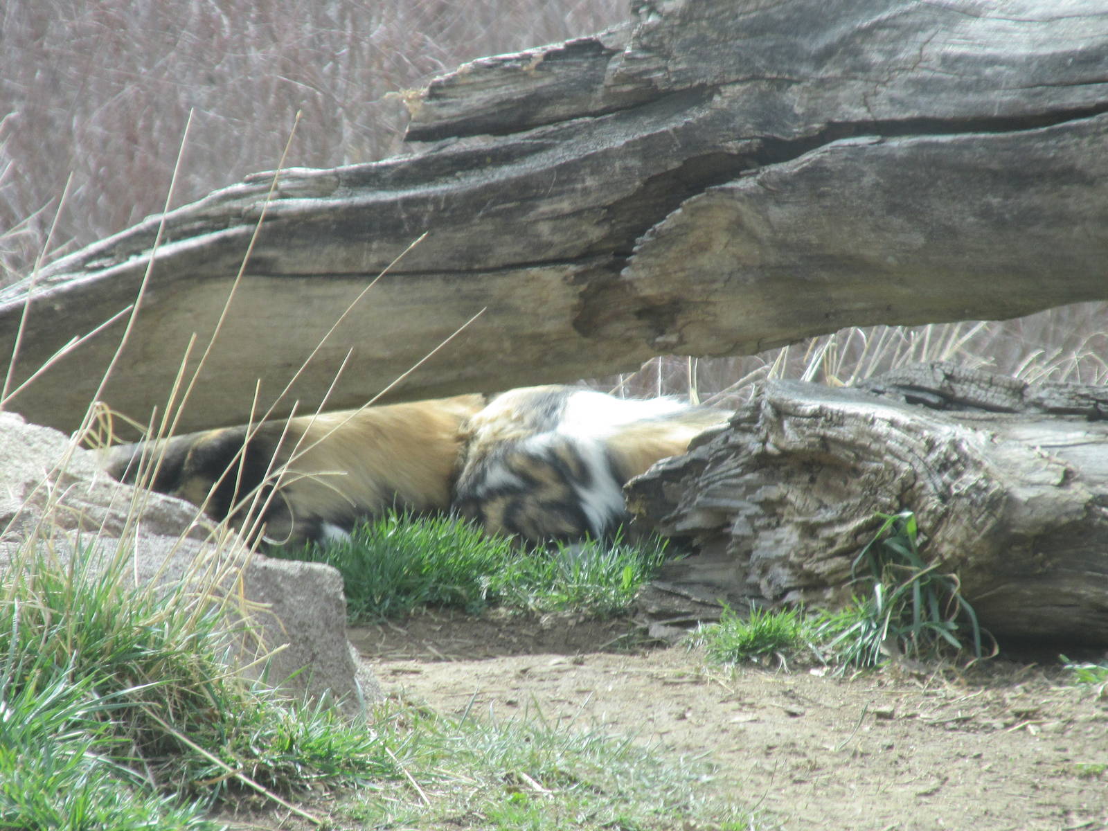 Predator Ridge - See the Wild Dog?