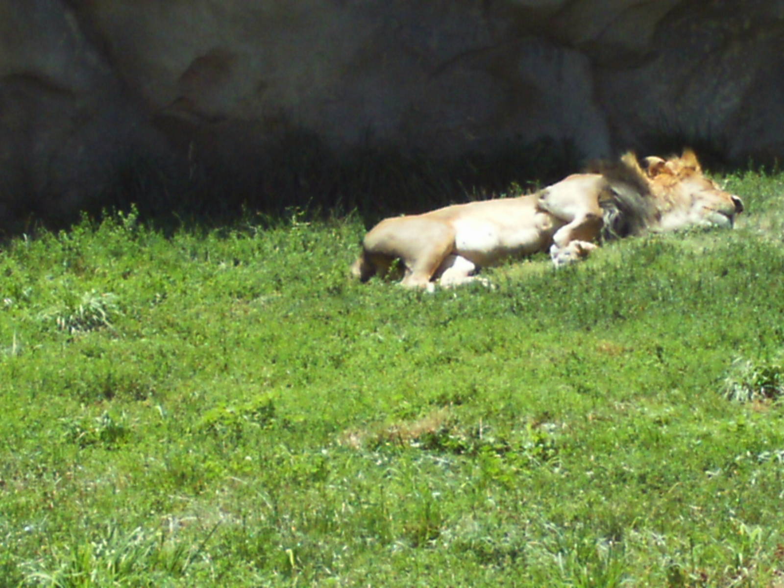 predator ridge- sleeping lion