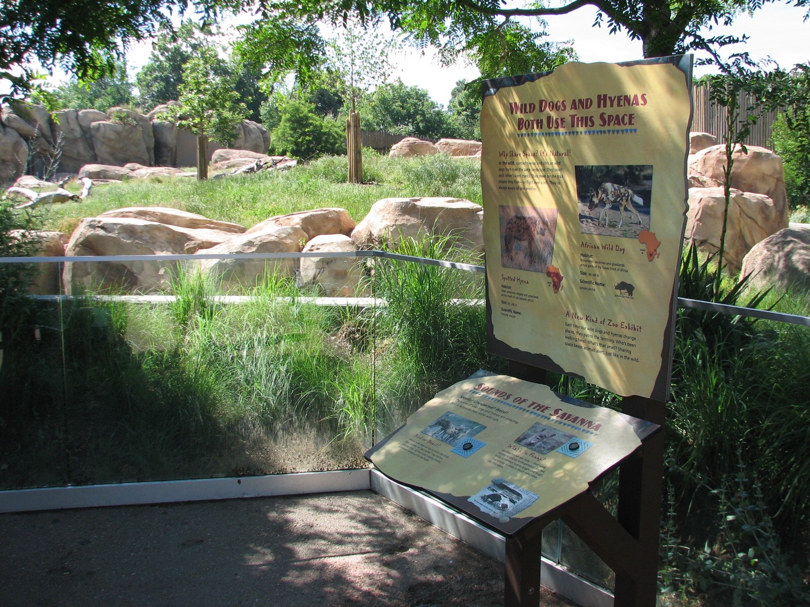 Predator Ridge - Spotted Hyena & African Wild Dog Exhibit
