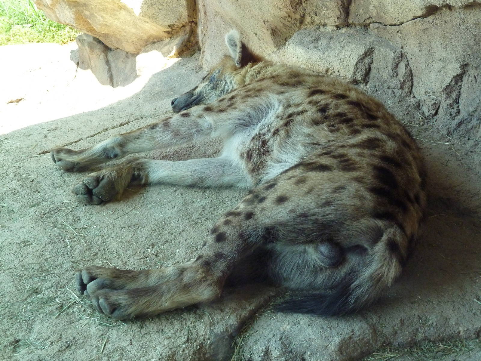 Predator Ridge - Spotted Hyena