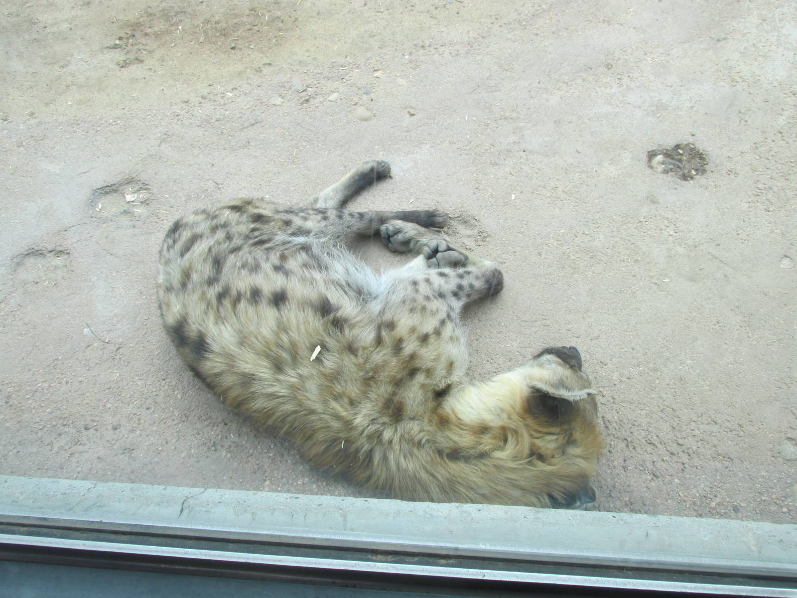 Predator Ridge - Spotted Hyena