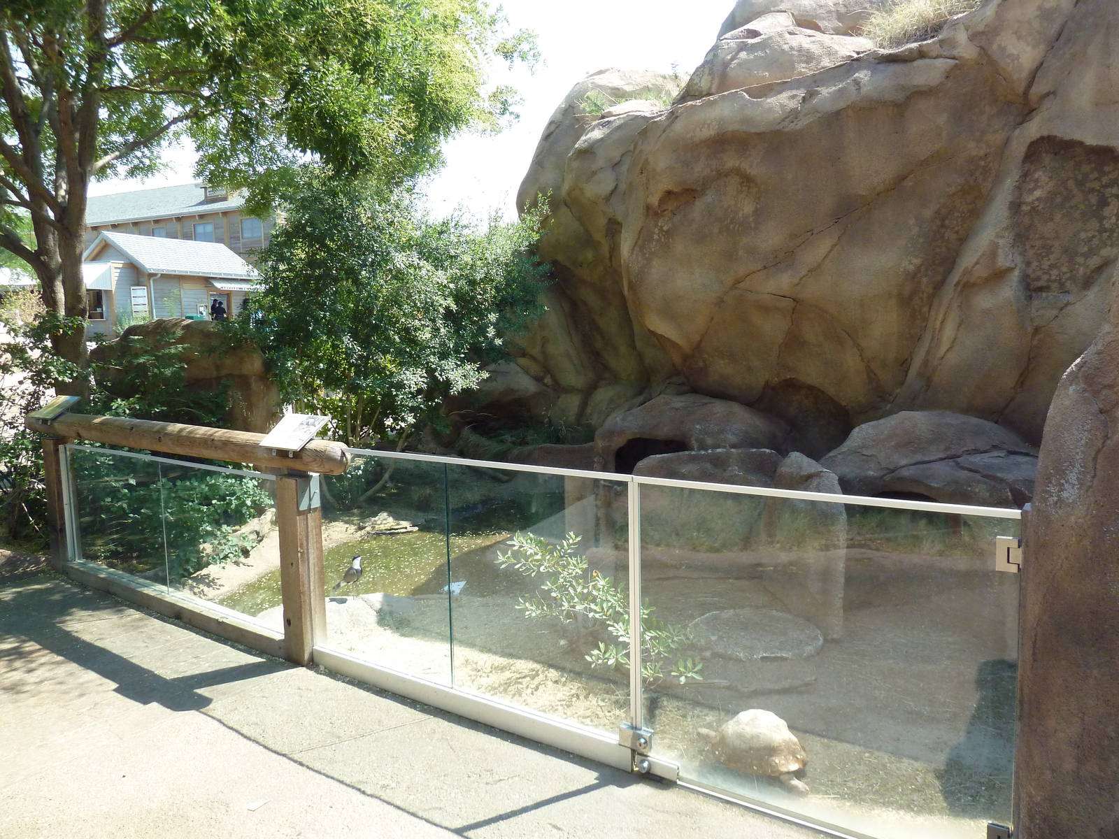 Predator Ridge - Spur-Winged Plover/Leopard Tortoise Exhibit