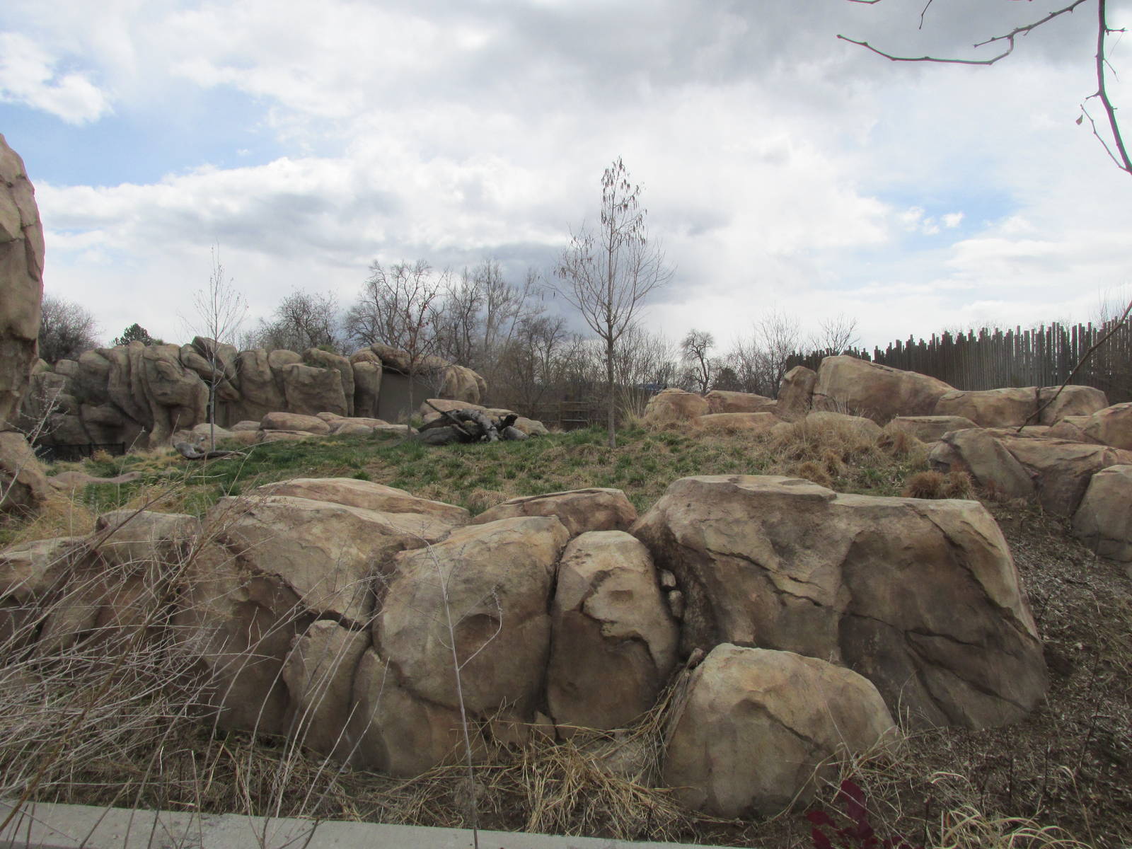 Predator Ridge - Wild Dog Exhibit