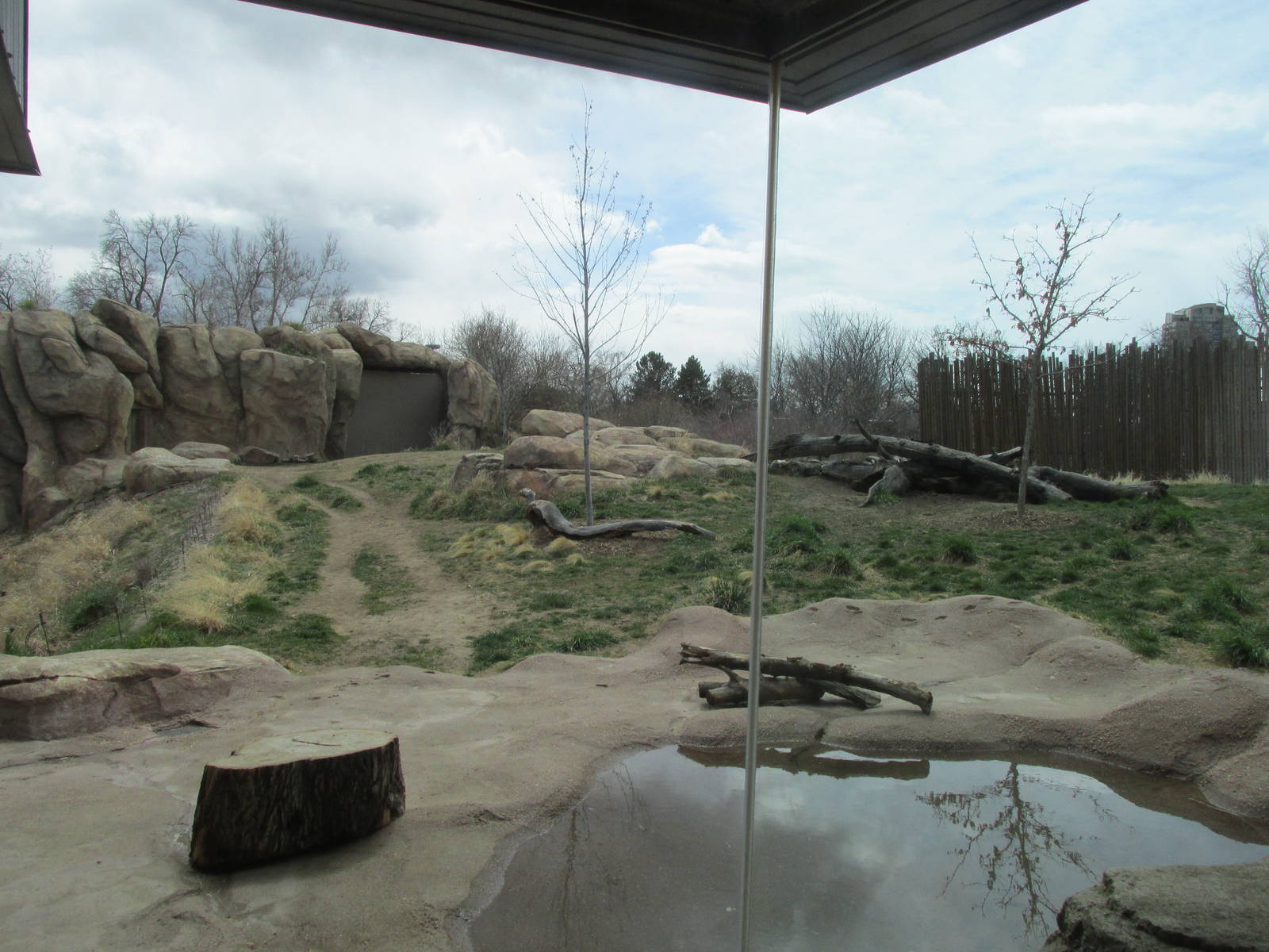 Predator Ridge - Wild Dog Exhibit
