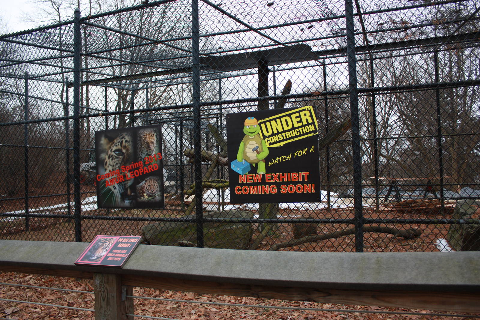 Predators- Amur Leopard Exhibit Construction