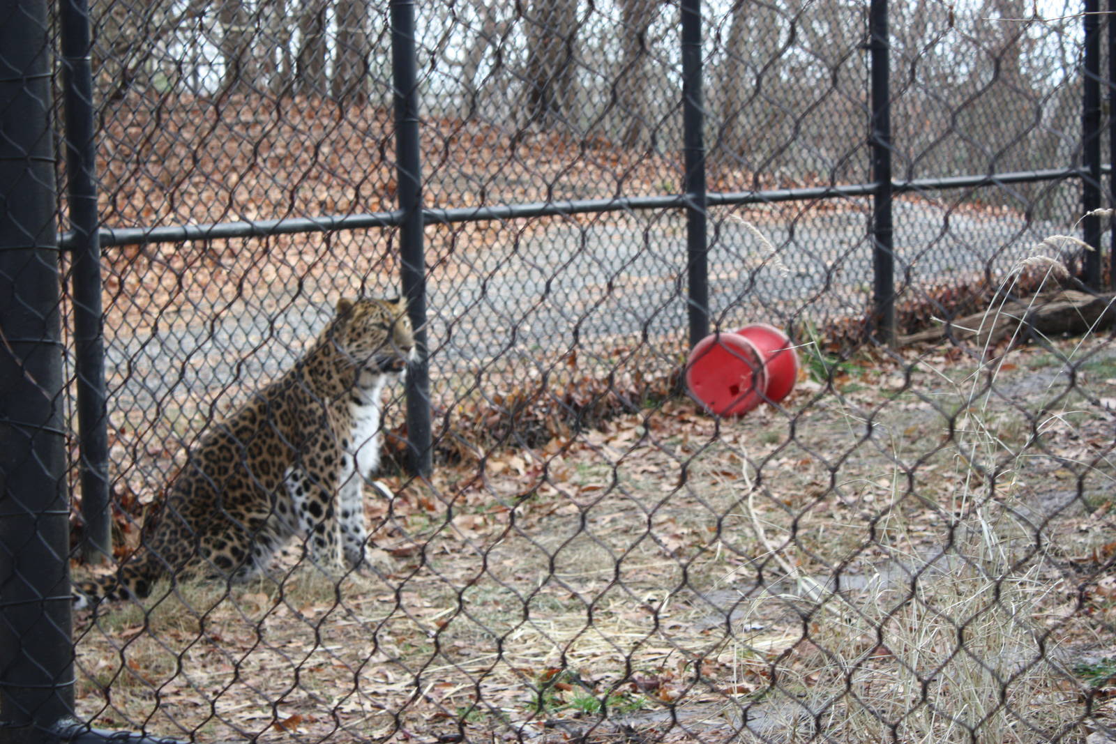 Predators- Amur Leopard