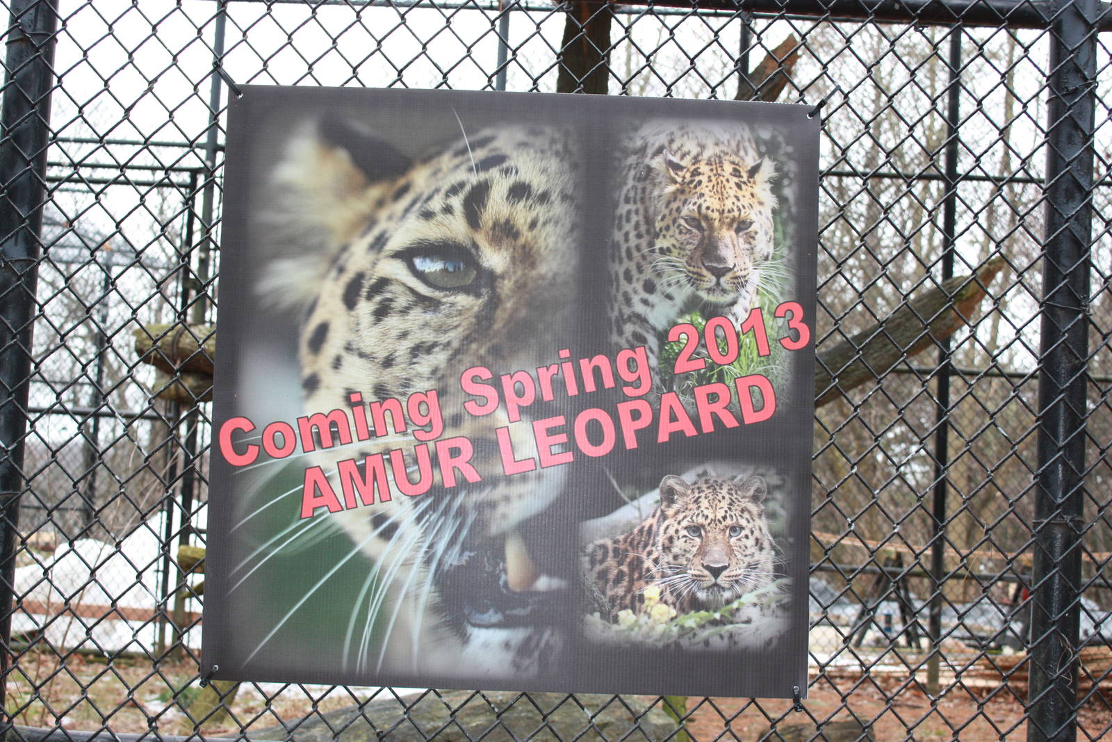 Predators- Amur Leopards Coming Soon