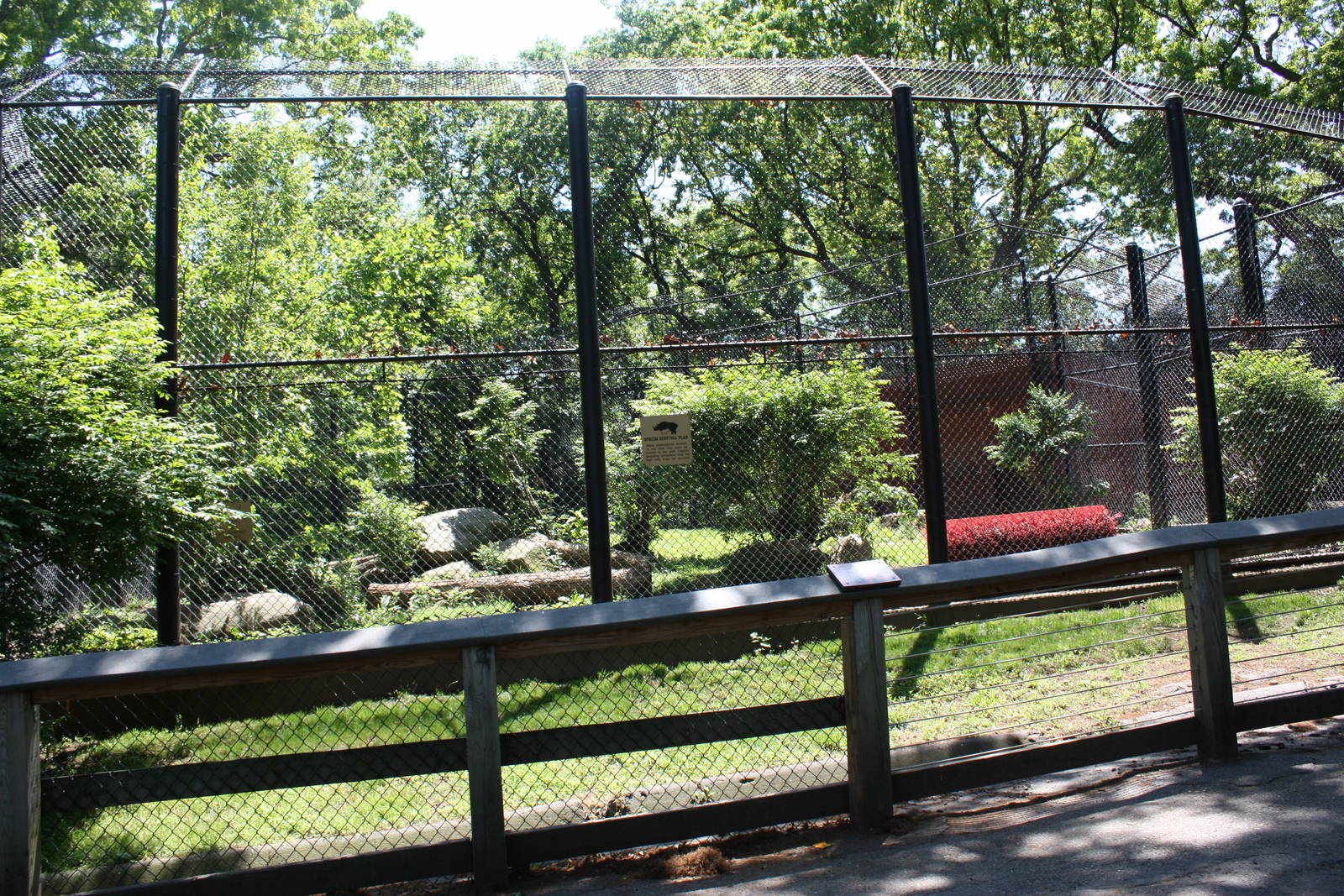 Predators- Amur Tiger Exhibit 1