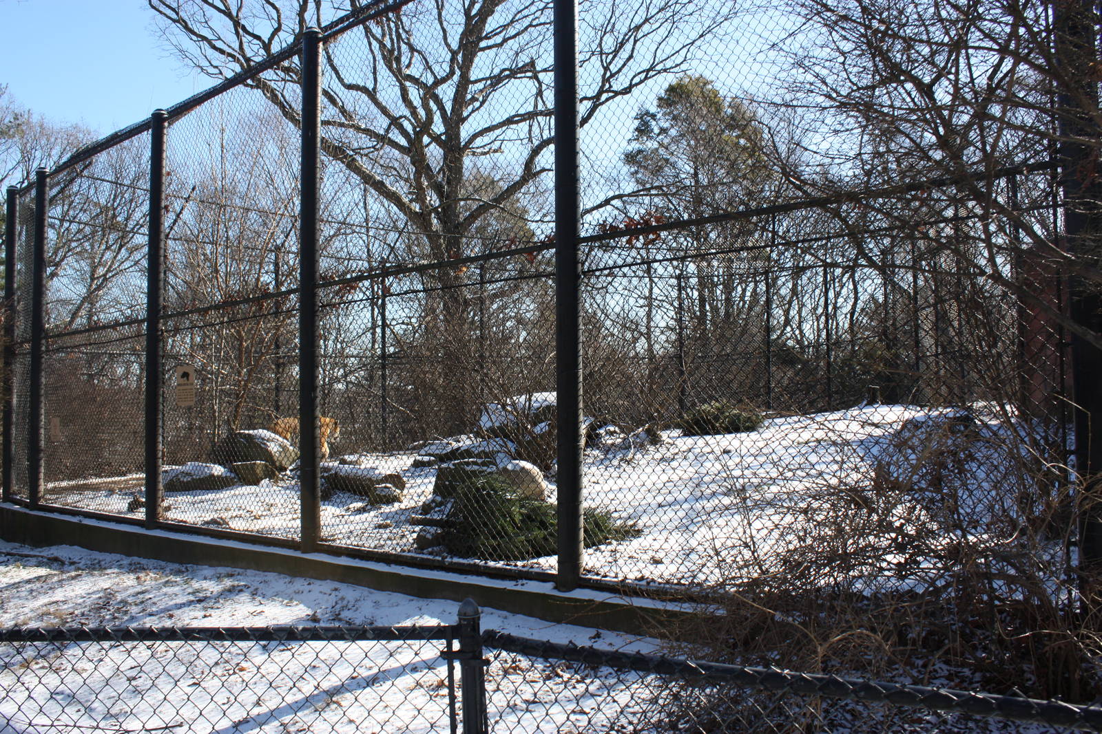 Predators- Amur Tiger Exhibit #1