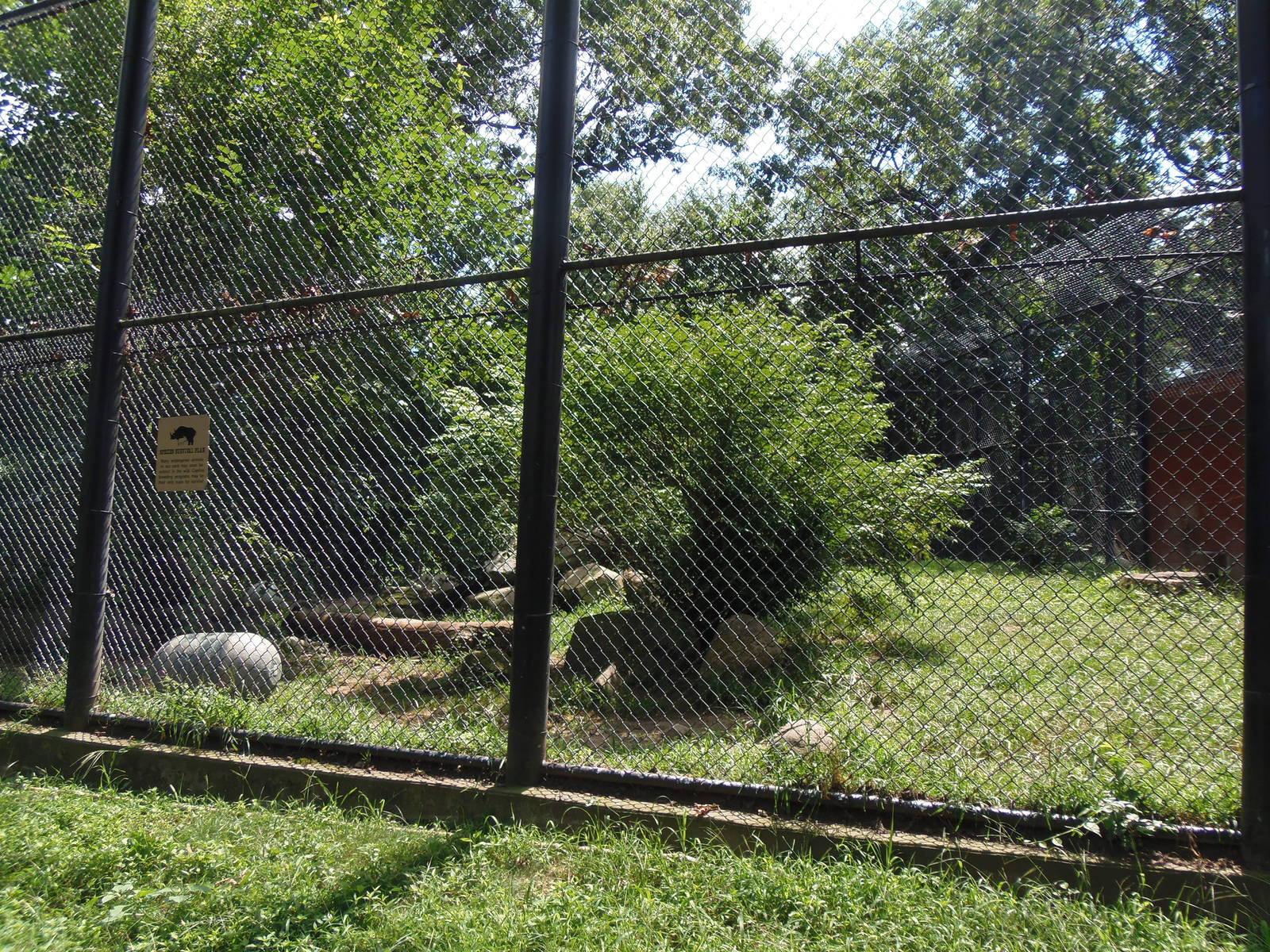 Predators- Amur Tiger Exhibit #1