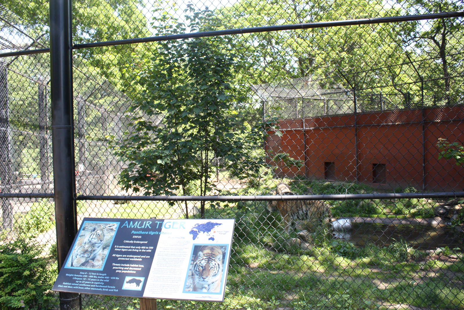 Predators- Amur Tiger Exhibit 2