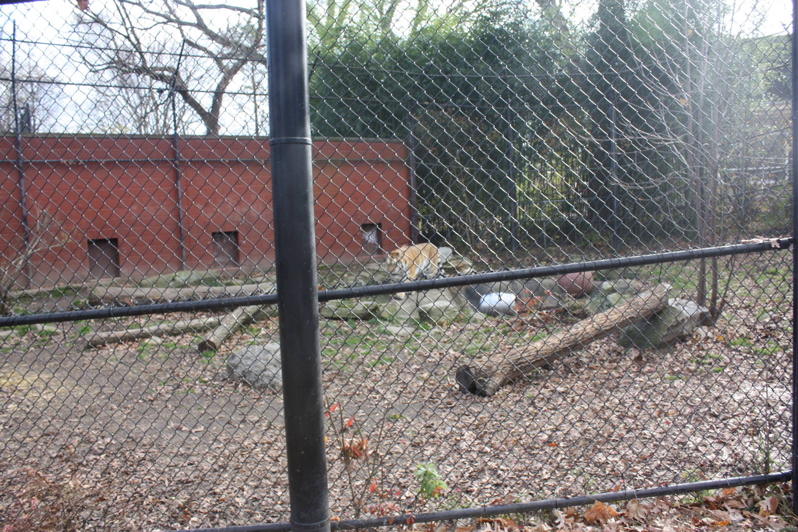 Predators- Amur Tiger Exhibit #2