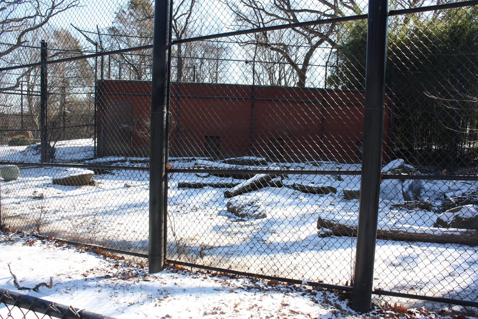 Predators- Amur Tiger Exhibit #2