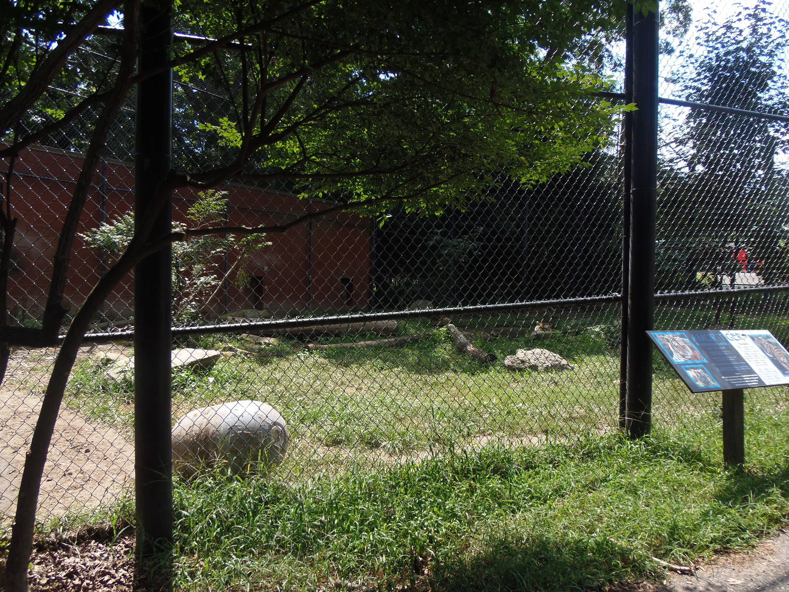 Predators- Amur Tiger Exhibit #2
