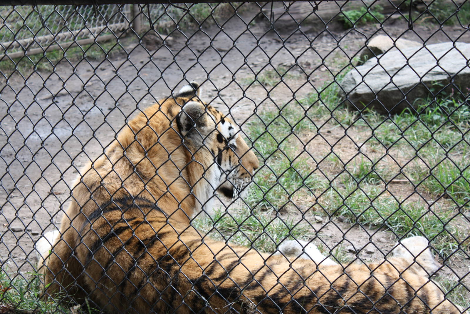 Predators- Amur Tiger Near Fence