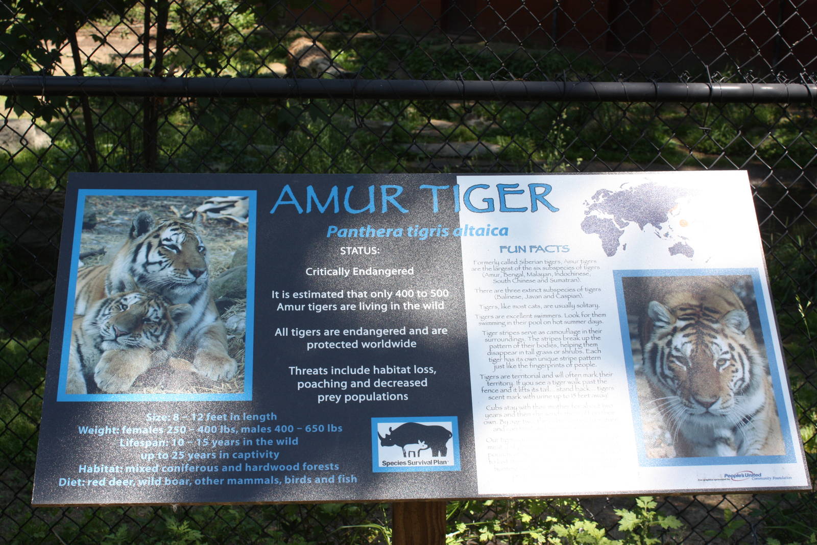 Predators- Amur Tiger Signage