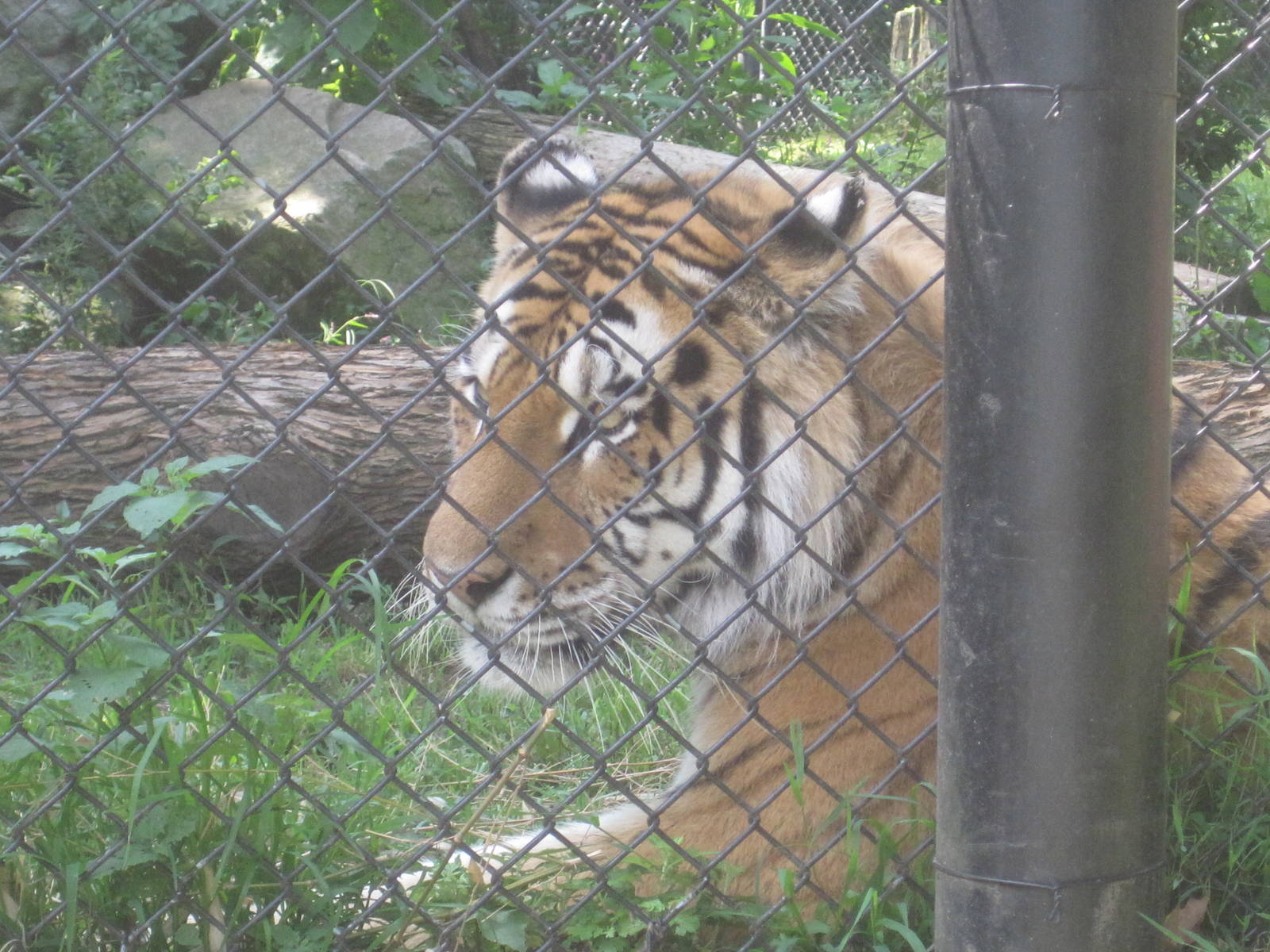 Predators- Amur Tiger