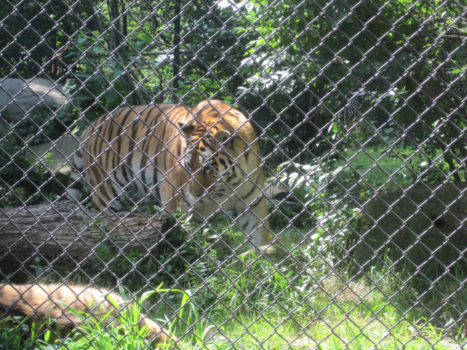 Predators- Amur Tiger