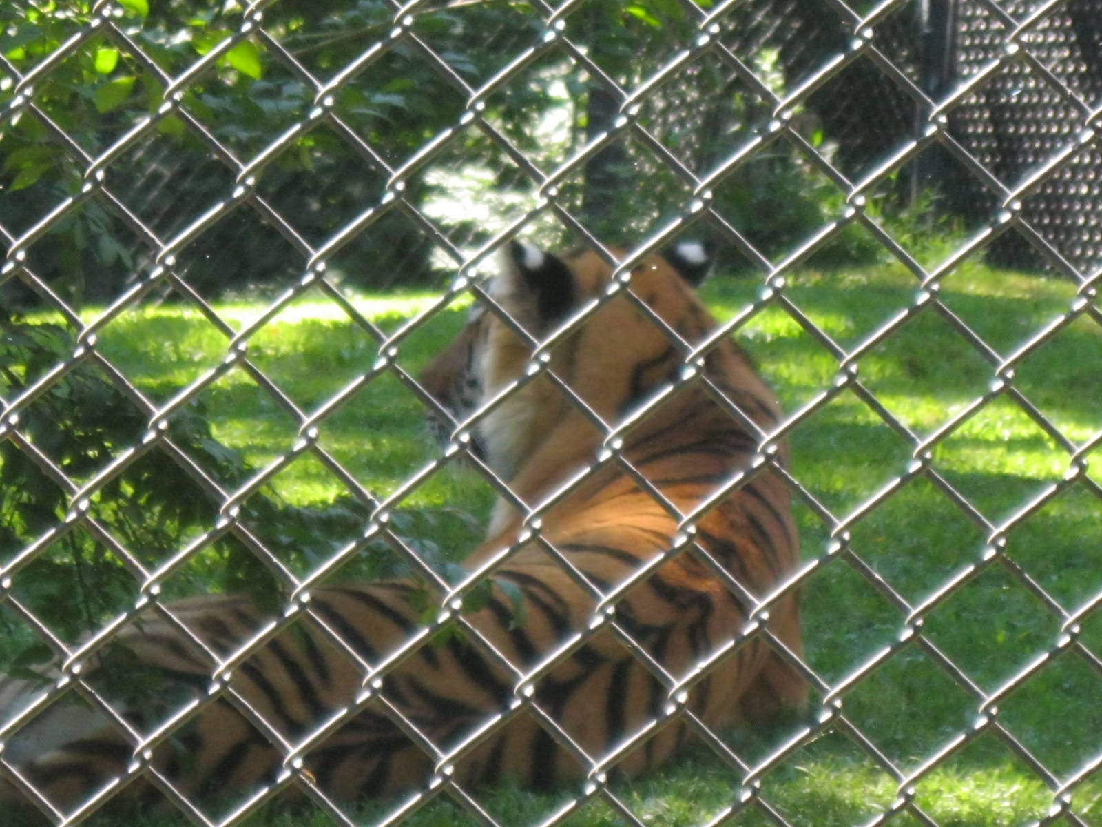 Predators- Amur Tiger