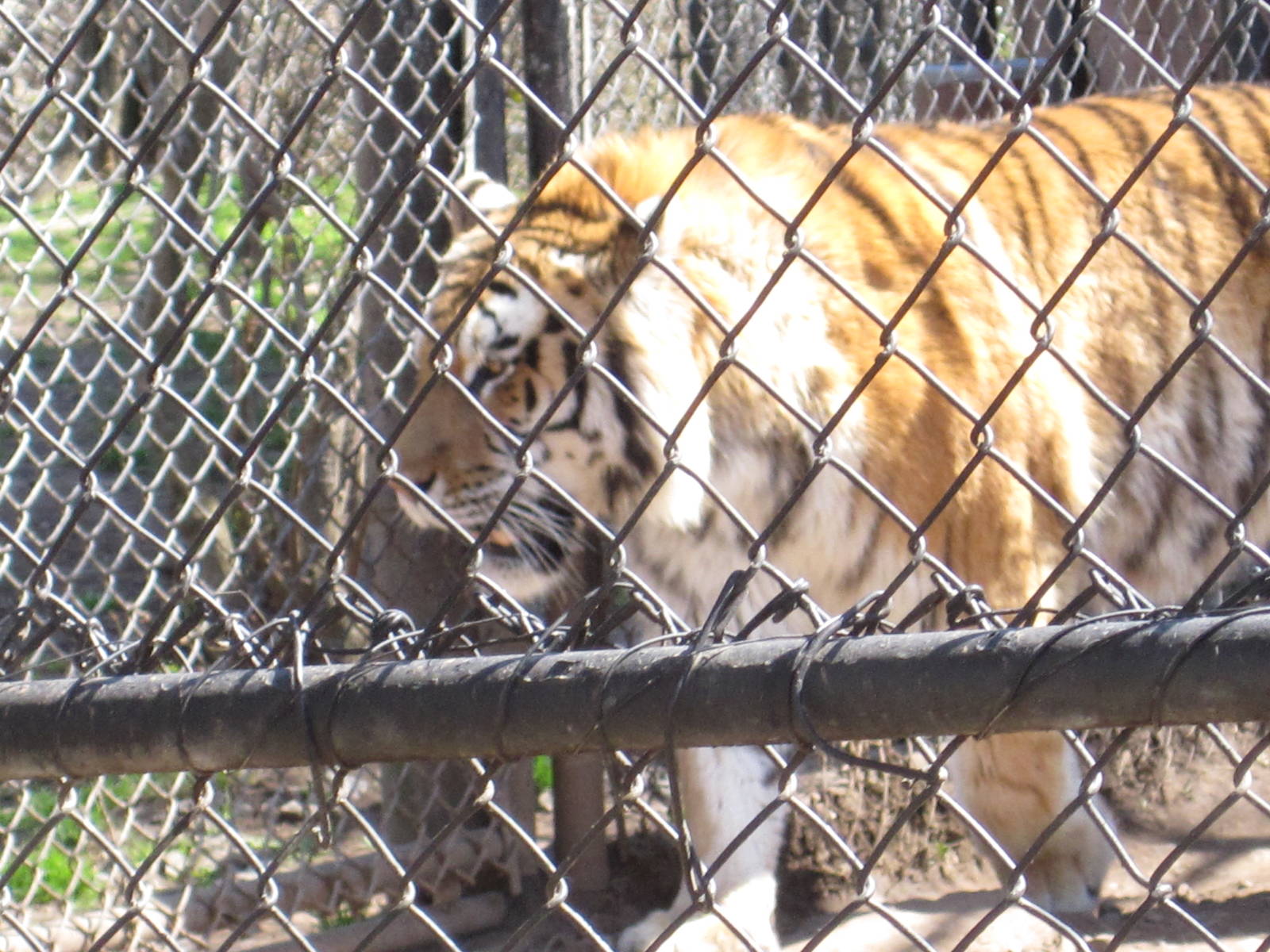 Predators- Amur Tiger