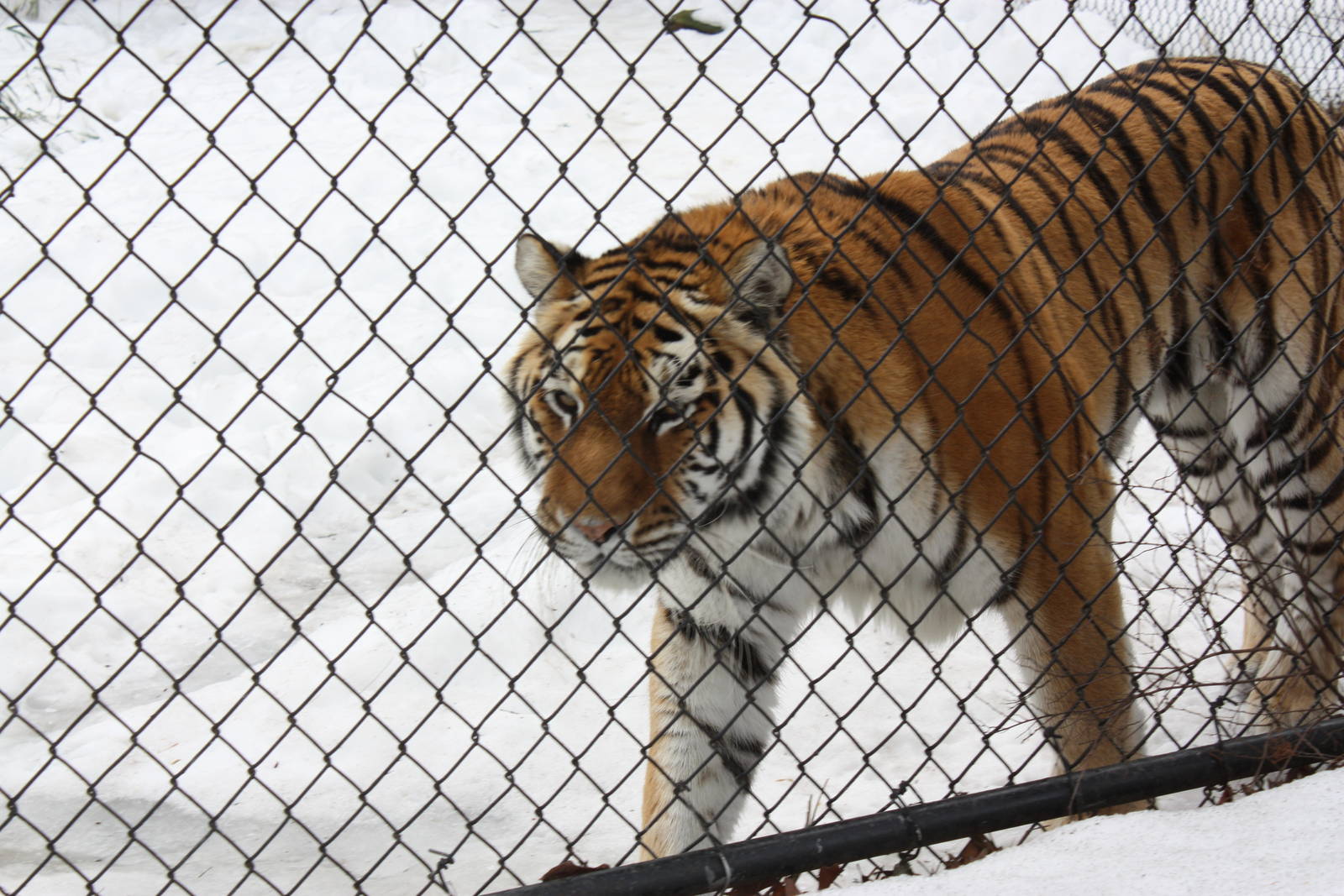 Predators- Amur Tiger