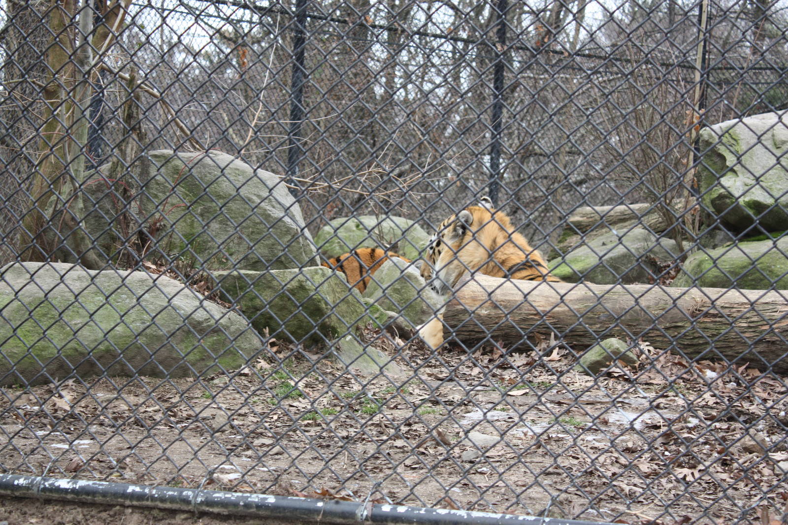 Predators- Amur Tigers