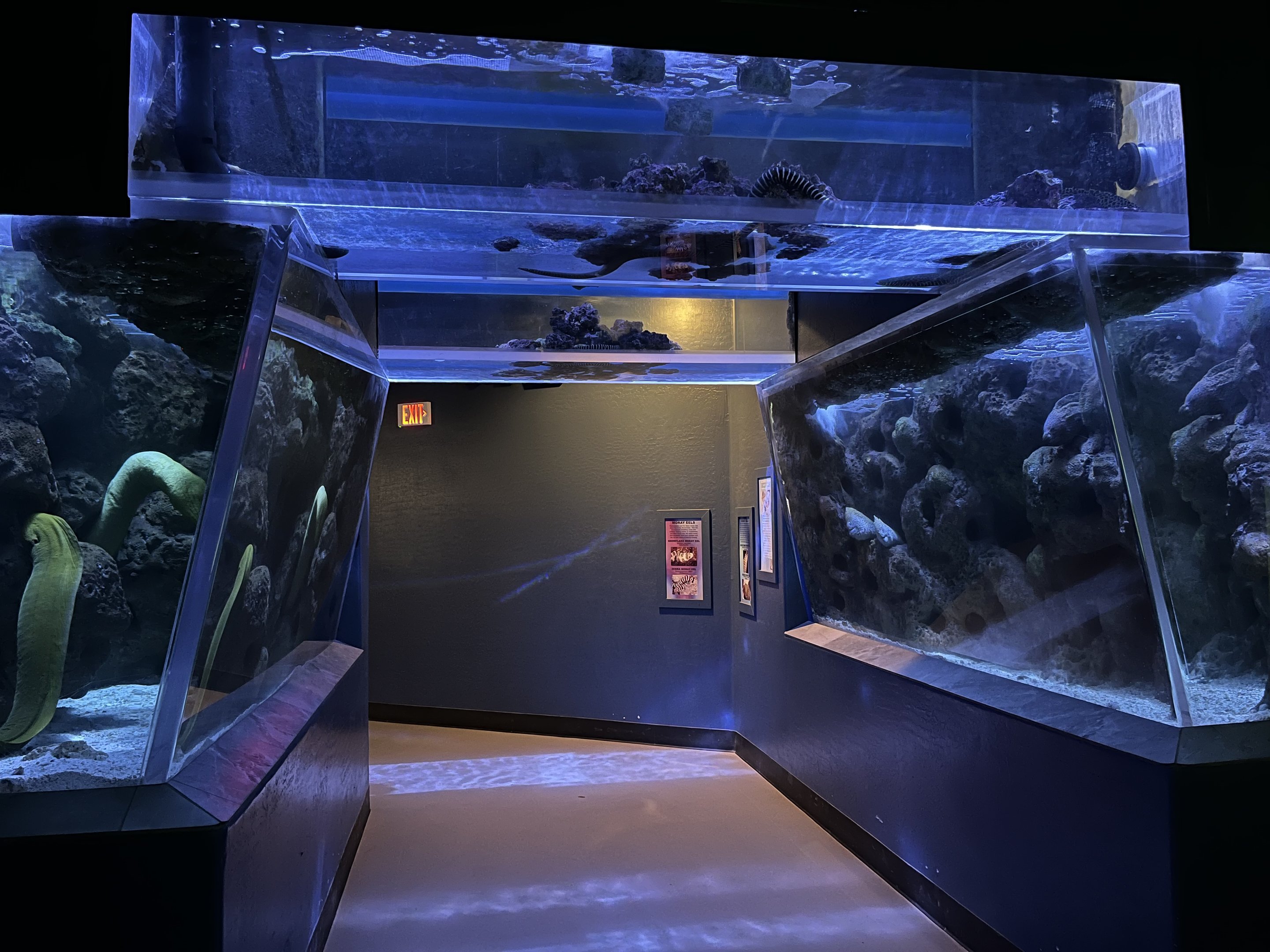 Predators Building - 4 Eel Tanks