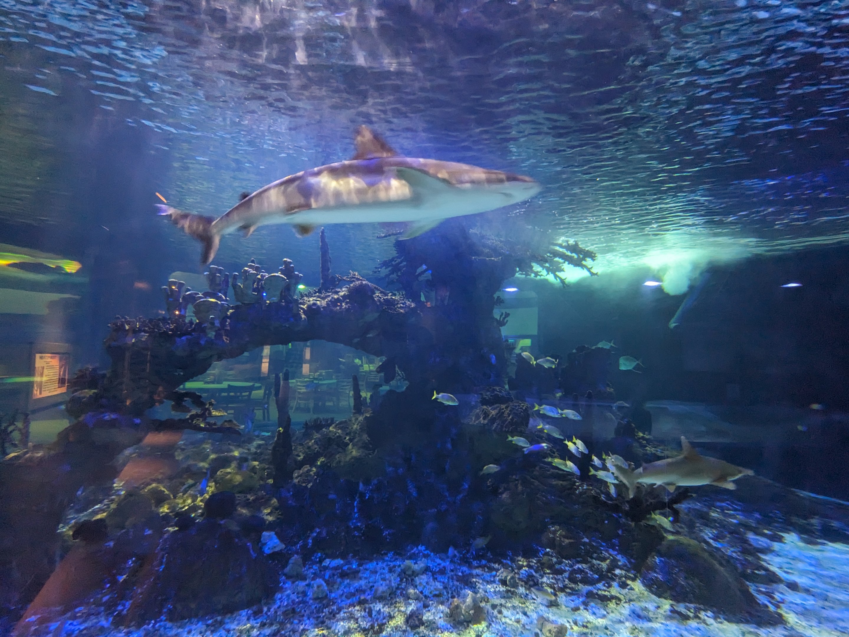 Predators Building - Aquarium (sharks and reef)