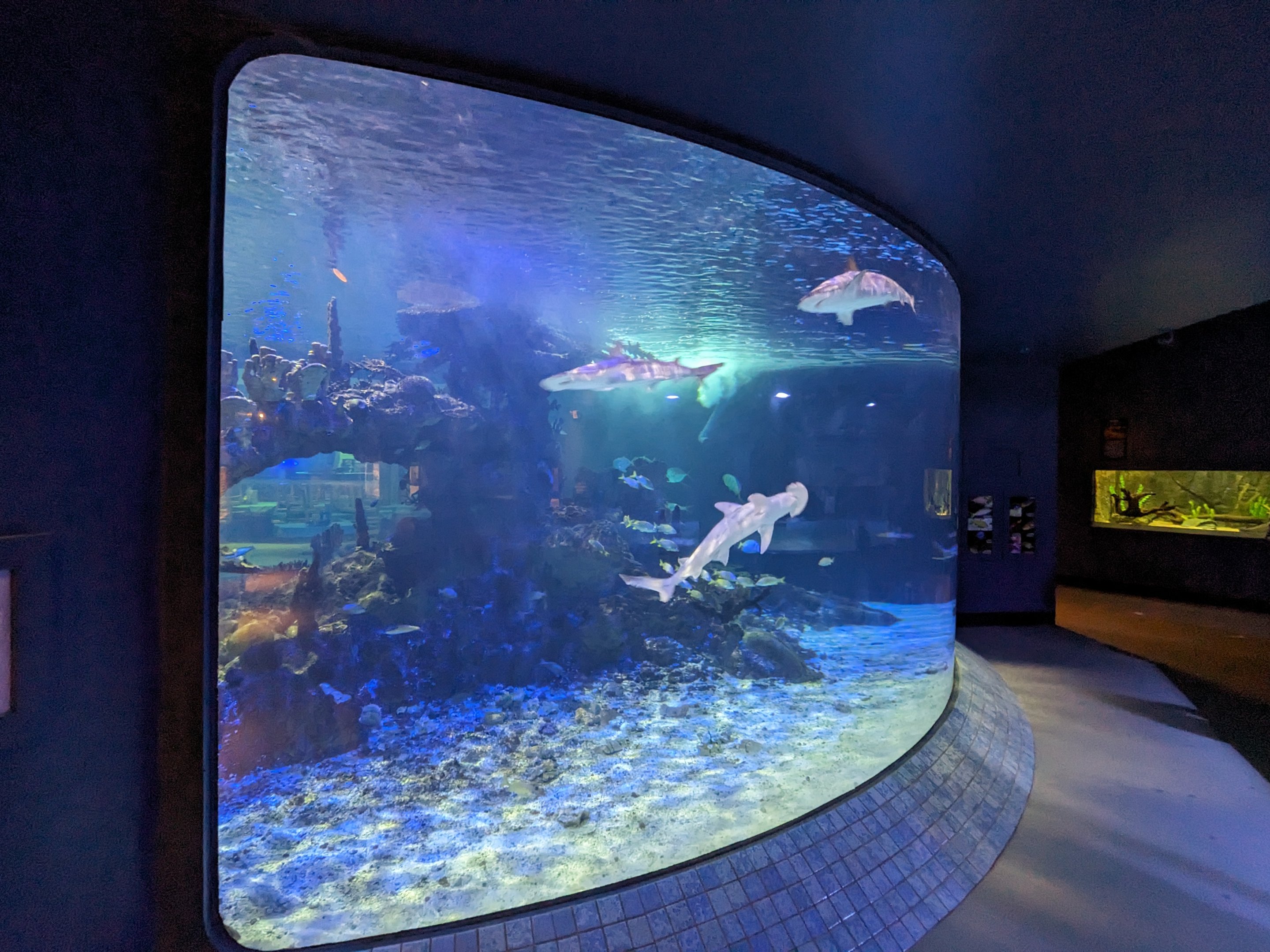 Predators Building - Aquarium (sharks and reef)