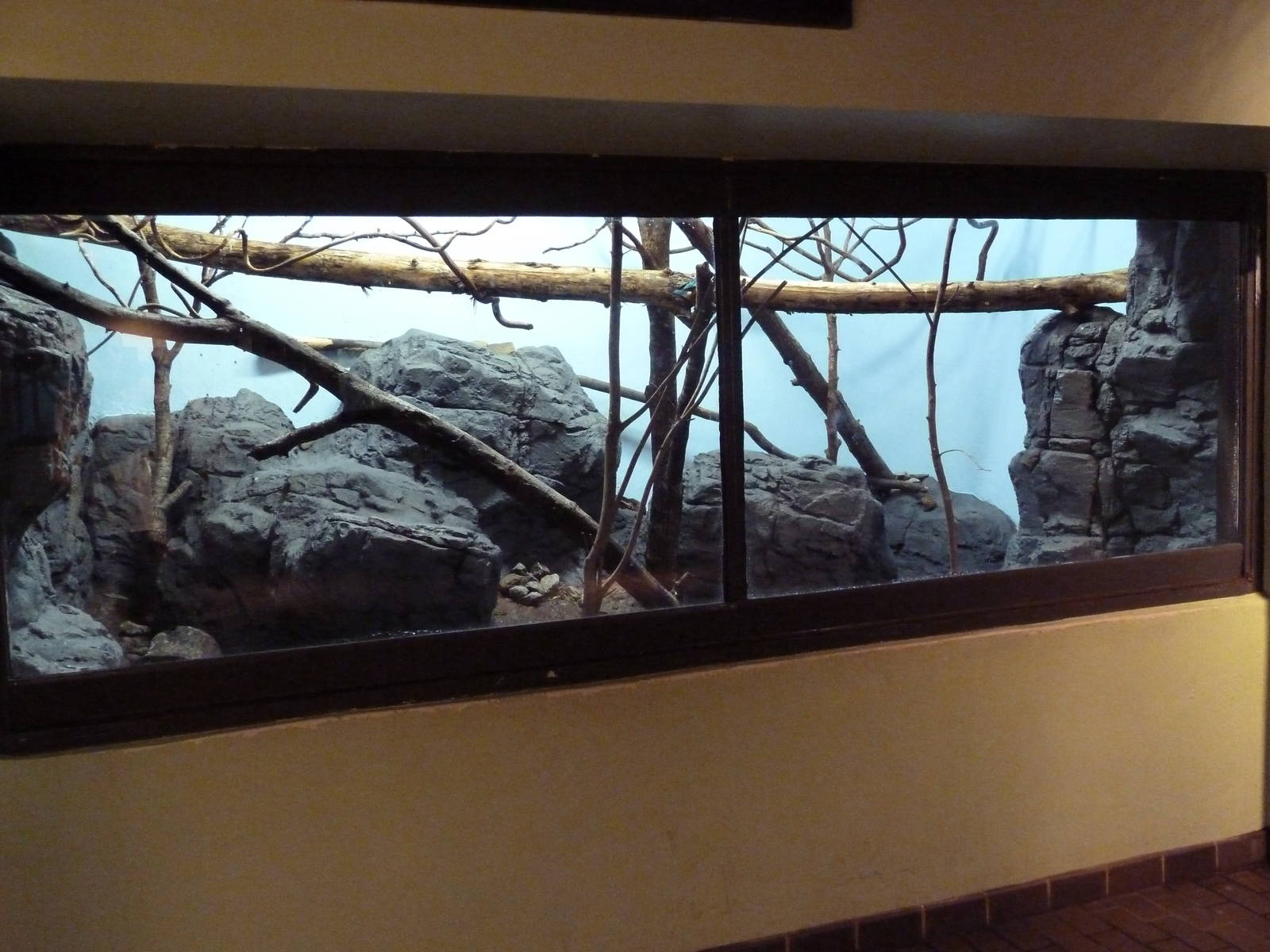 Predators Building - Arabian Wild Cat Exhibit