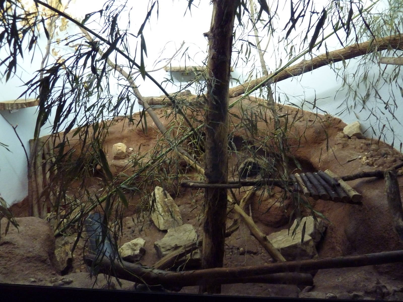 Predators Building - Arabian Wild Cat Exhibit