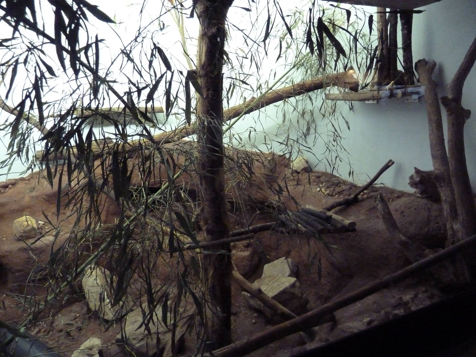 Predators Building - Arabian Wild Cat Exhibit