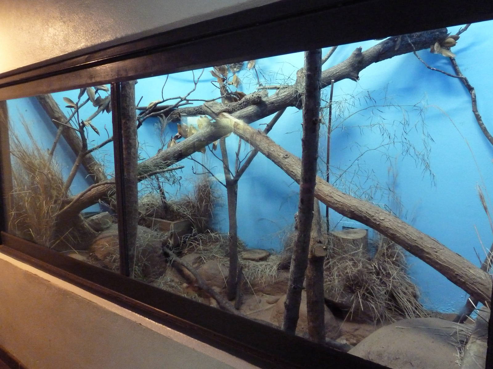 Predators Building - Black-Footed Cat Exhibit