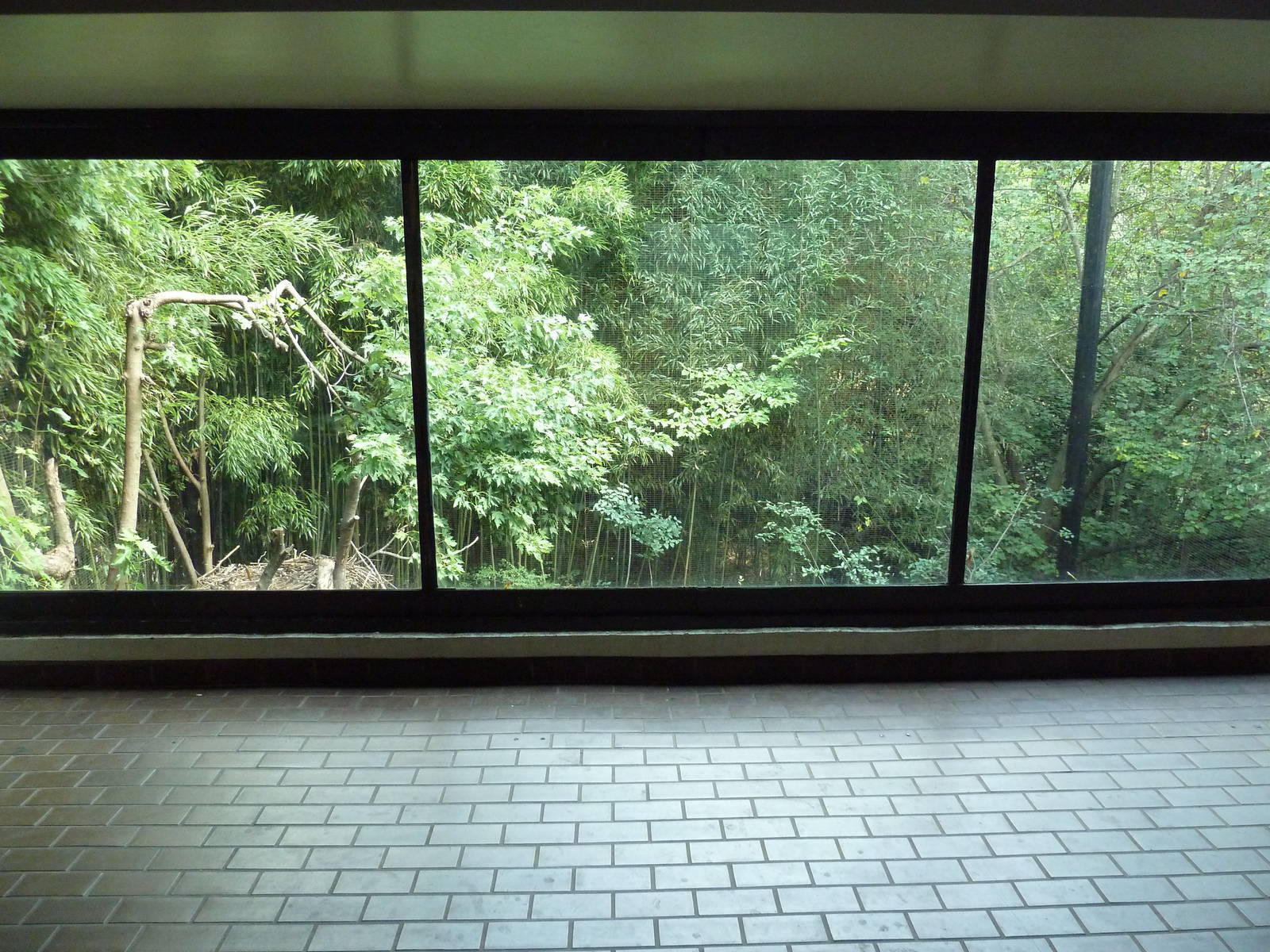 Predators Building - Cinereous Vulture Exhibit