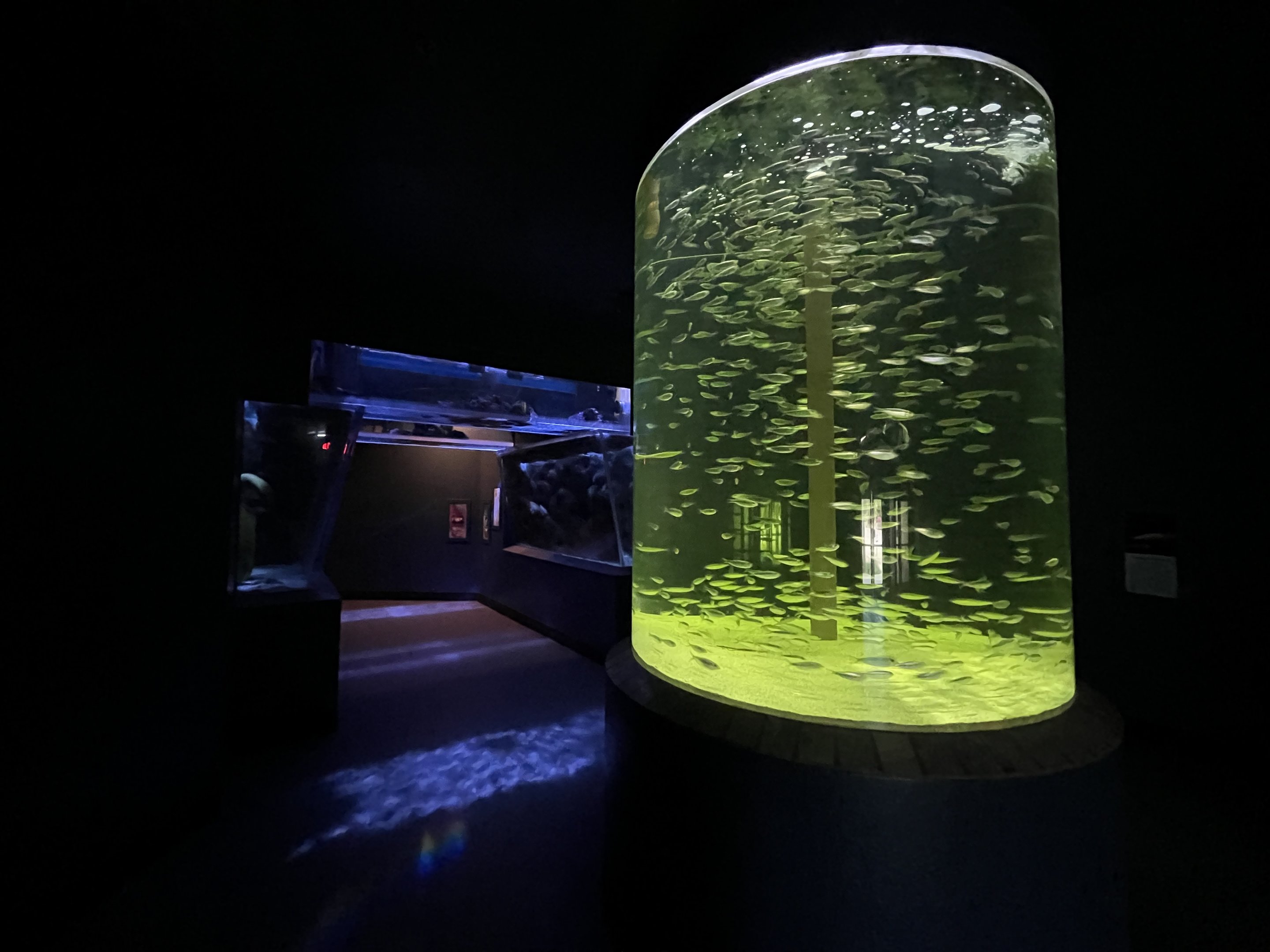 Predators Building - False Pilchard Exhibit