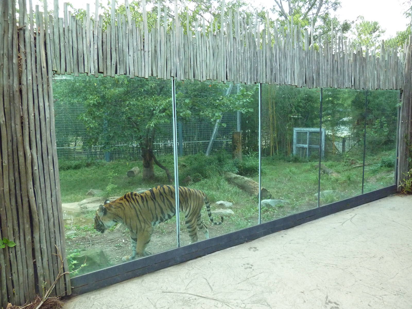 Predators Building - Indochinese Tiger Exhibit