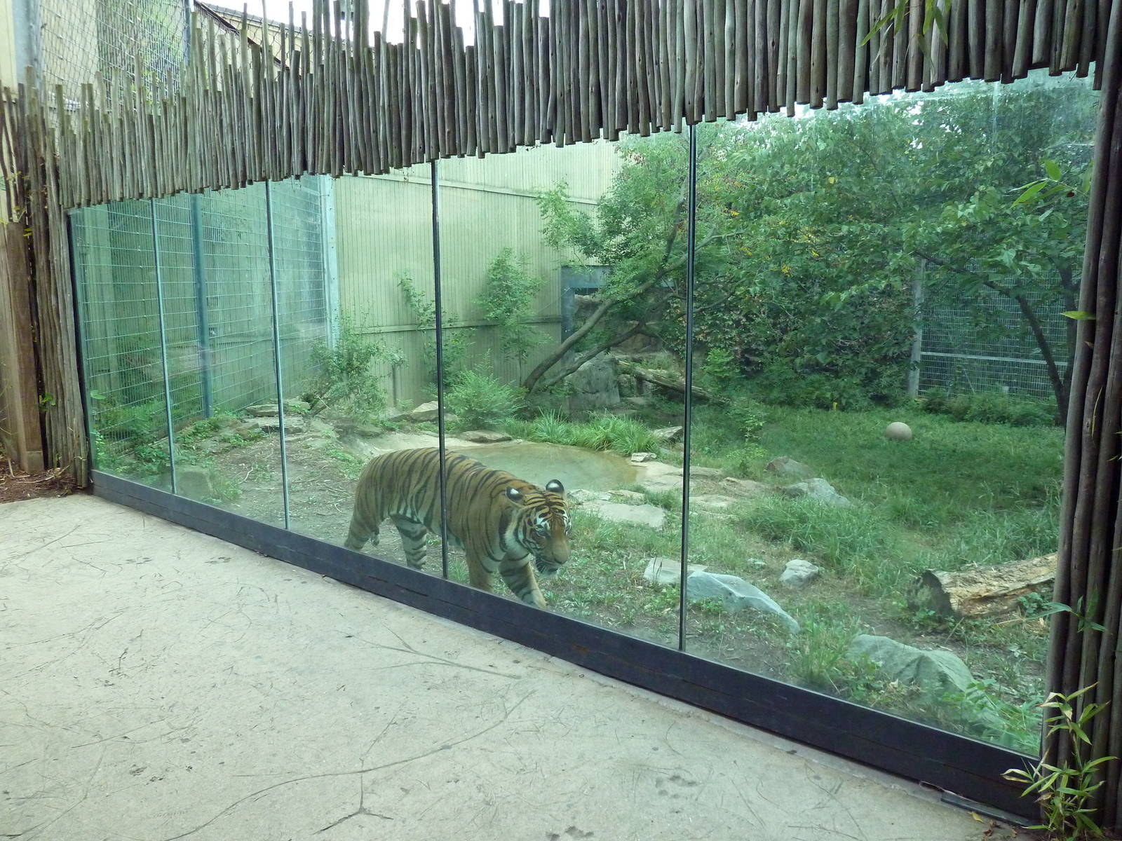 Predators Building - Indochinese Tiger Exhibit