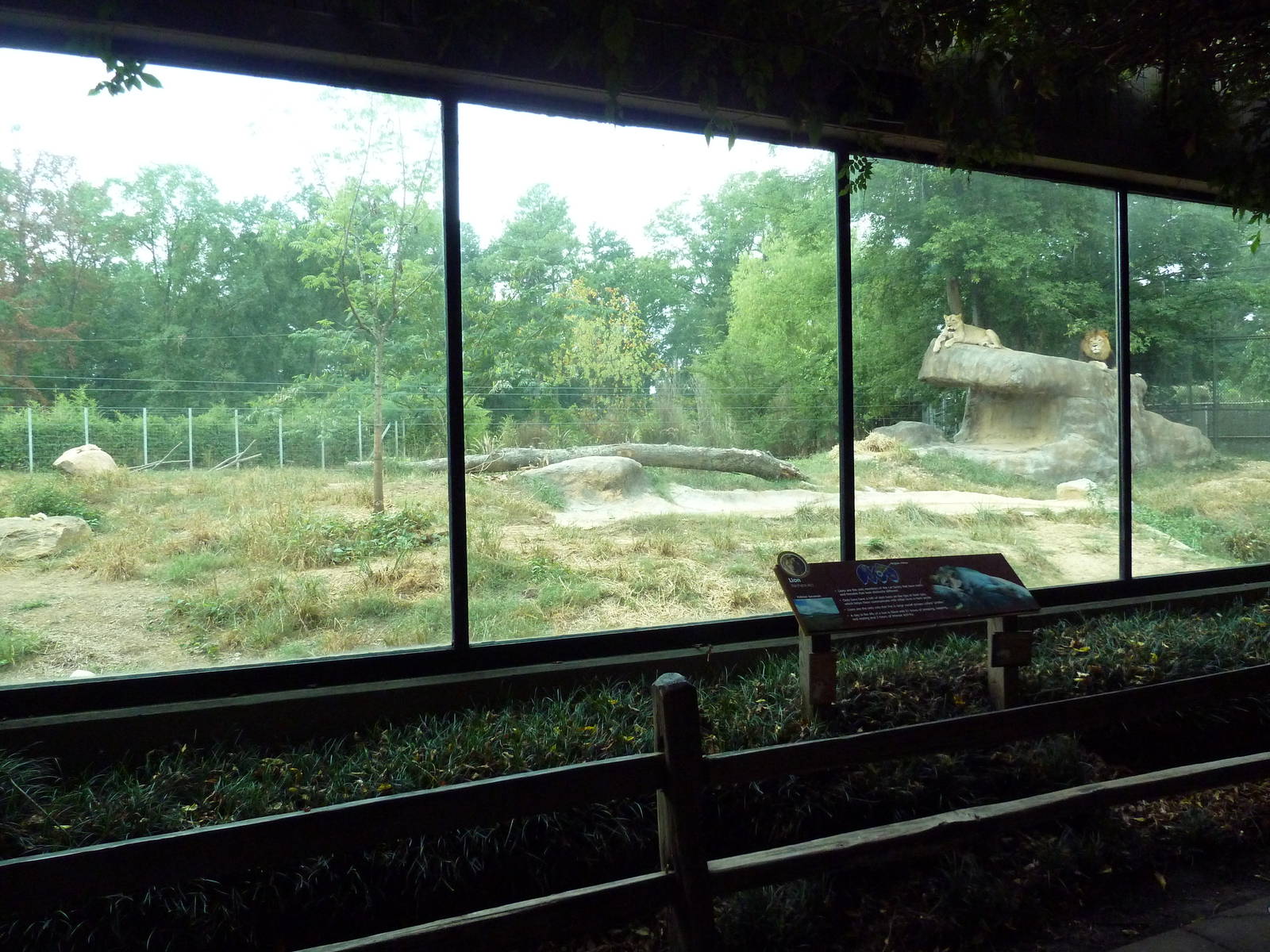 Predators Building - Lion Exhibit