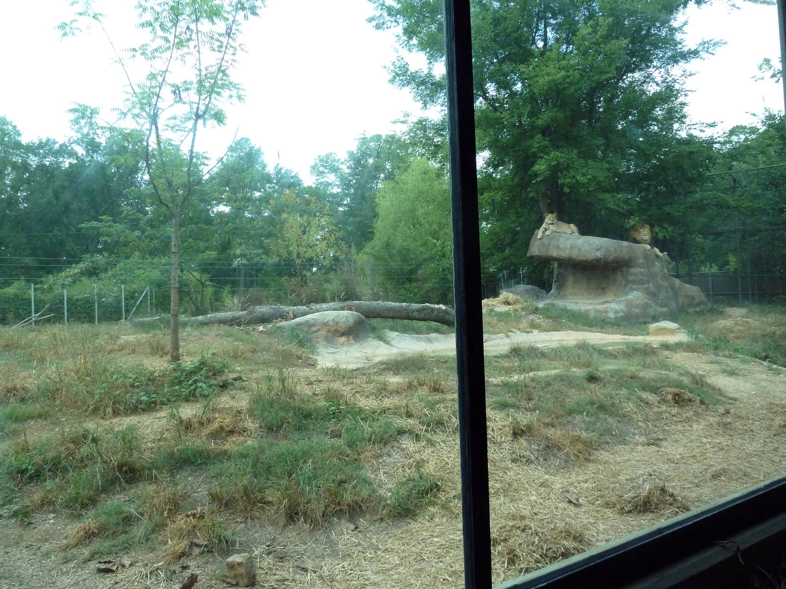 Predators Building - Lion Exhibit
